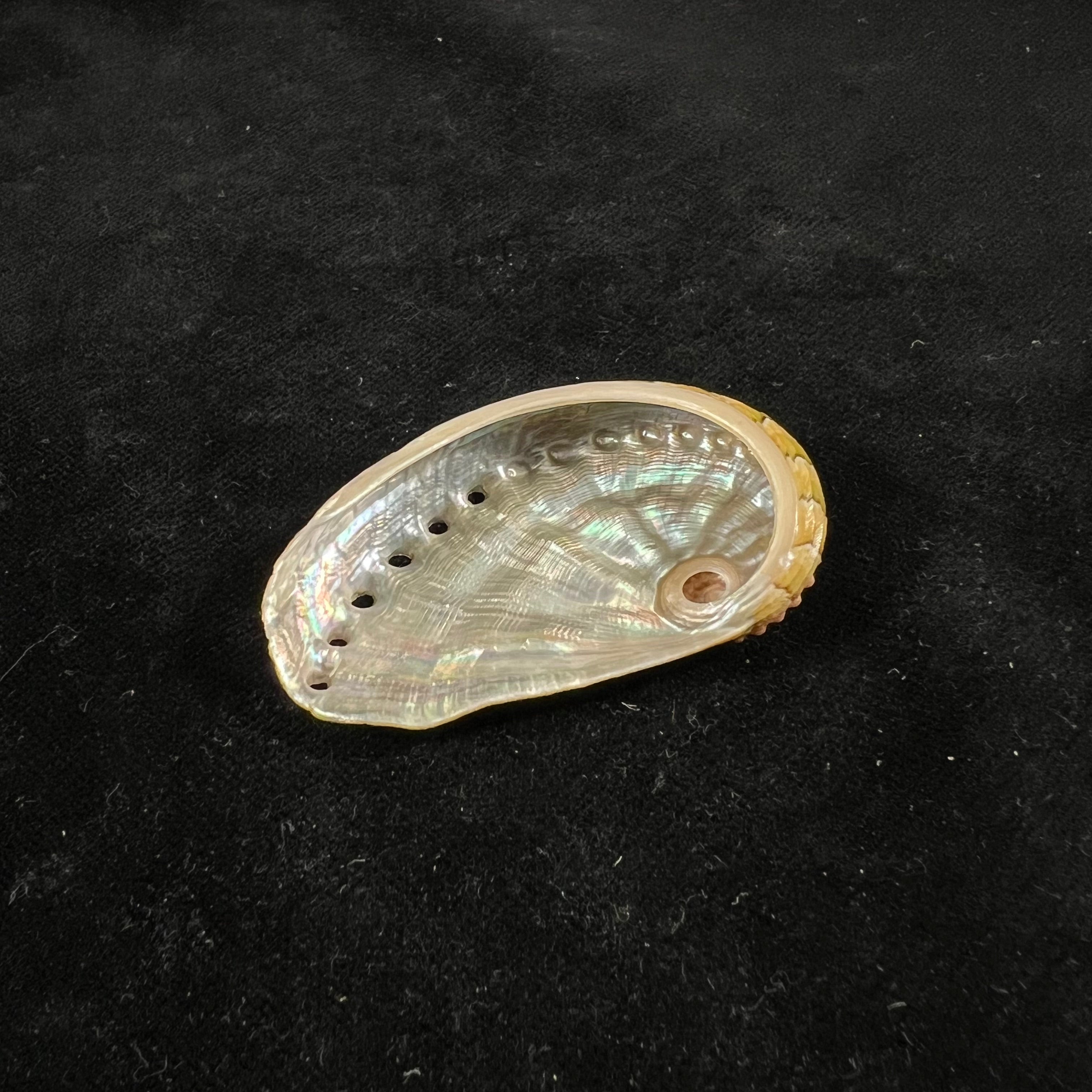 半皱鲍 (Haliotis semiplicata Menke), 1843 - 50,2mm