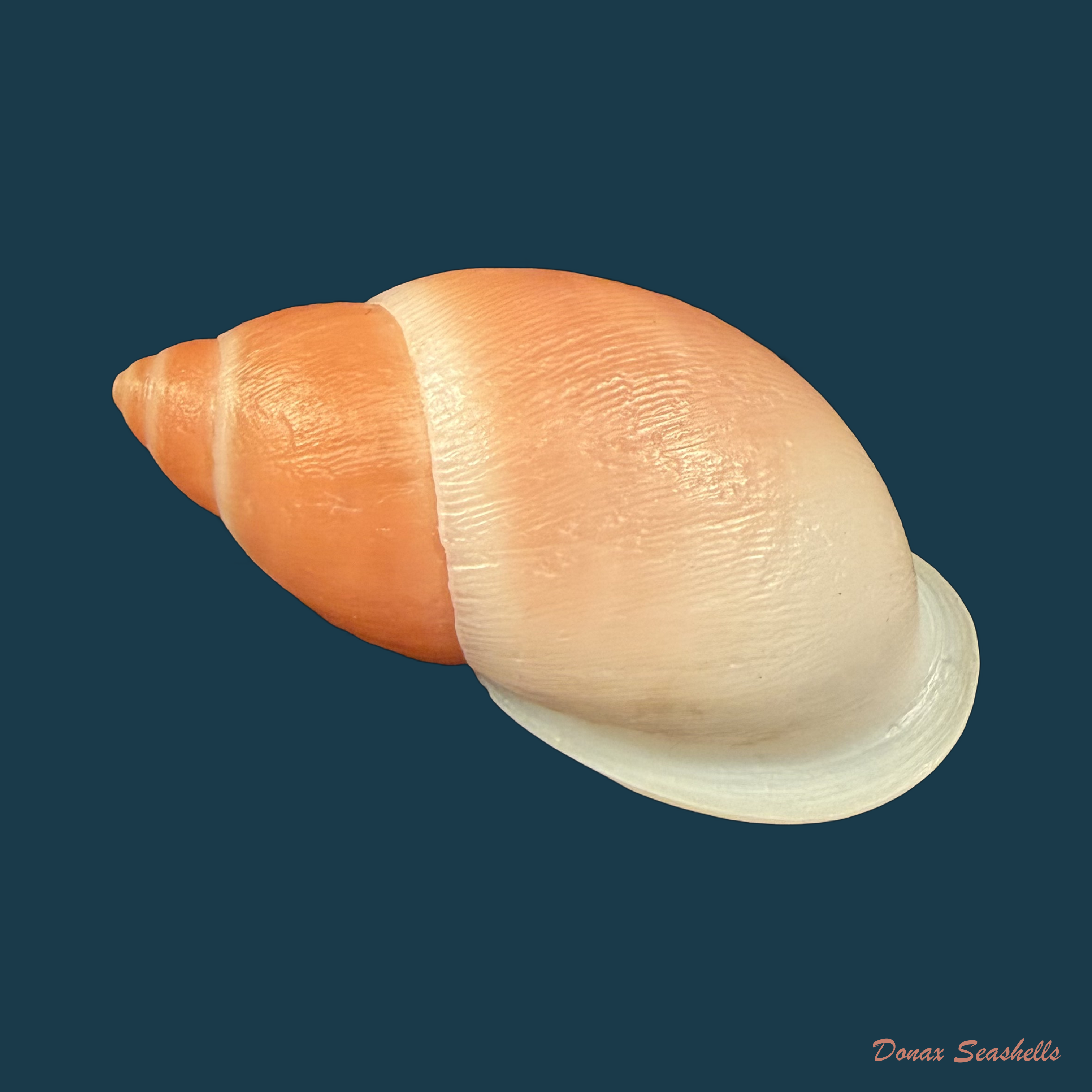 Strophocheilus debilis Bequaert, 1948 - 43mm