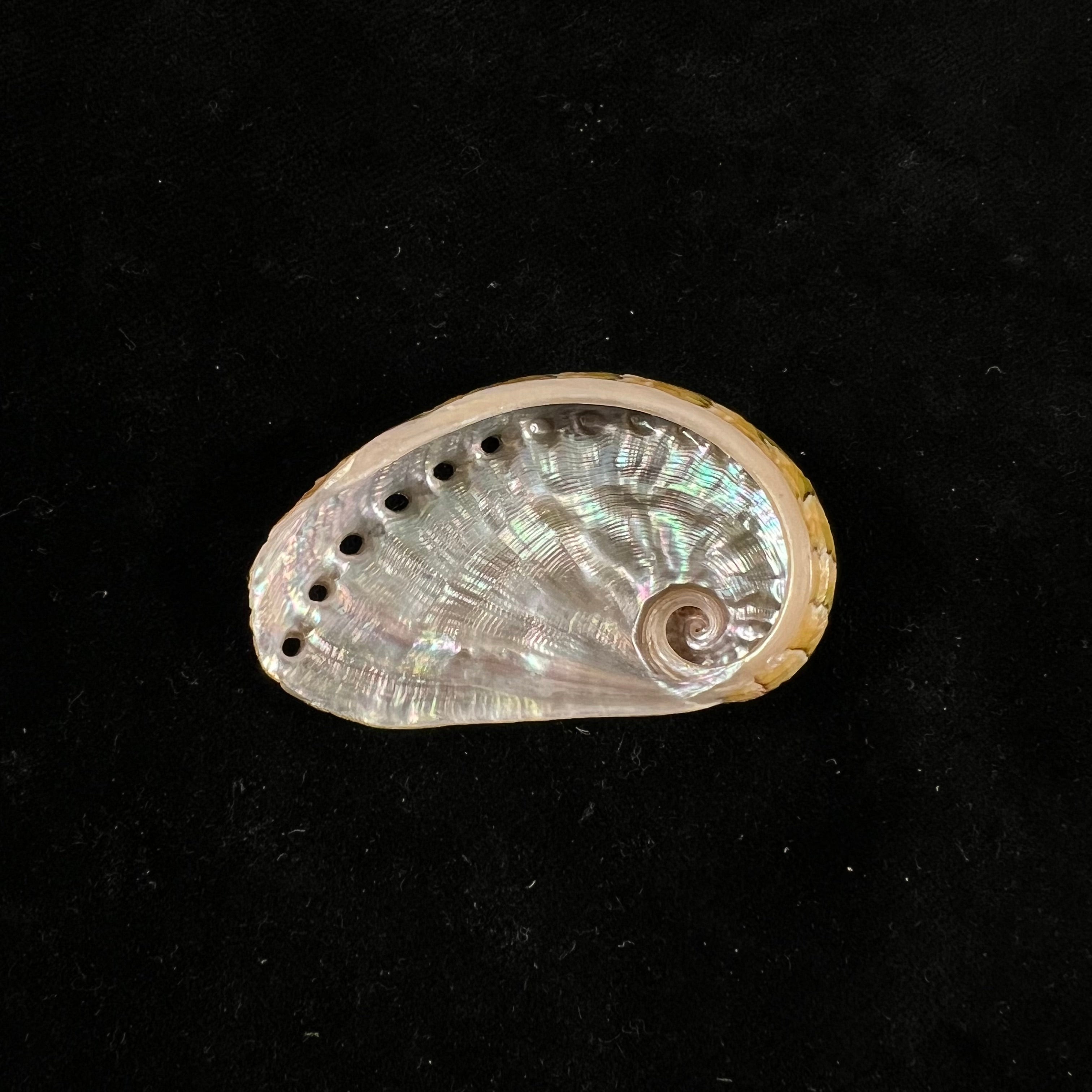 半皱鲍 (Haliotis semiplicata Menke), 1843 - 50,2mm