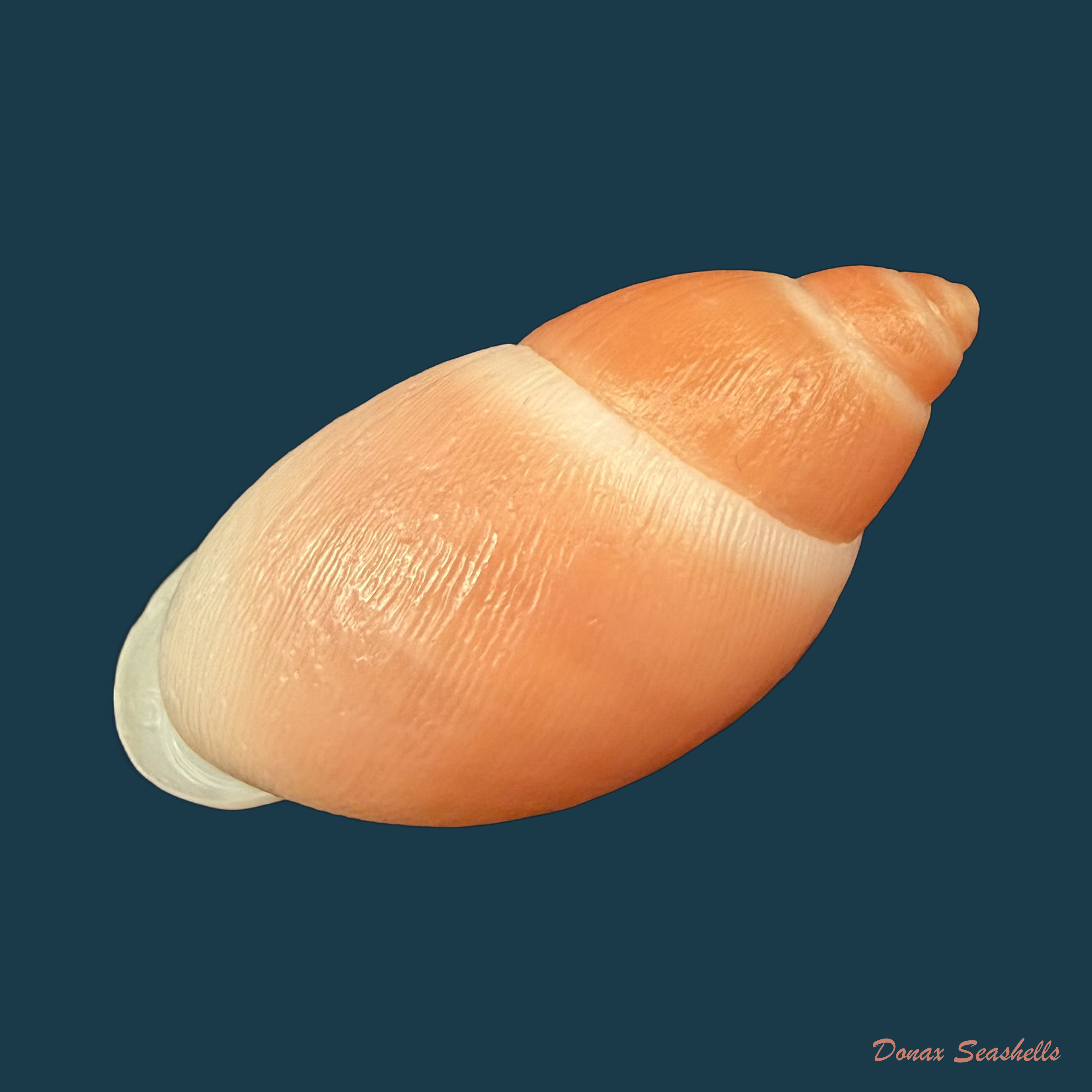 Strophocheilus debilis Bequaert, 1948 - 43mm