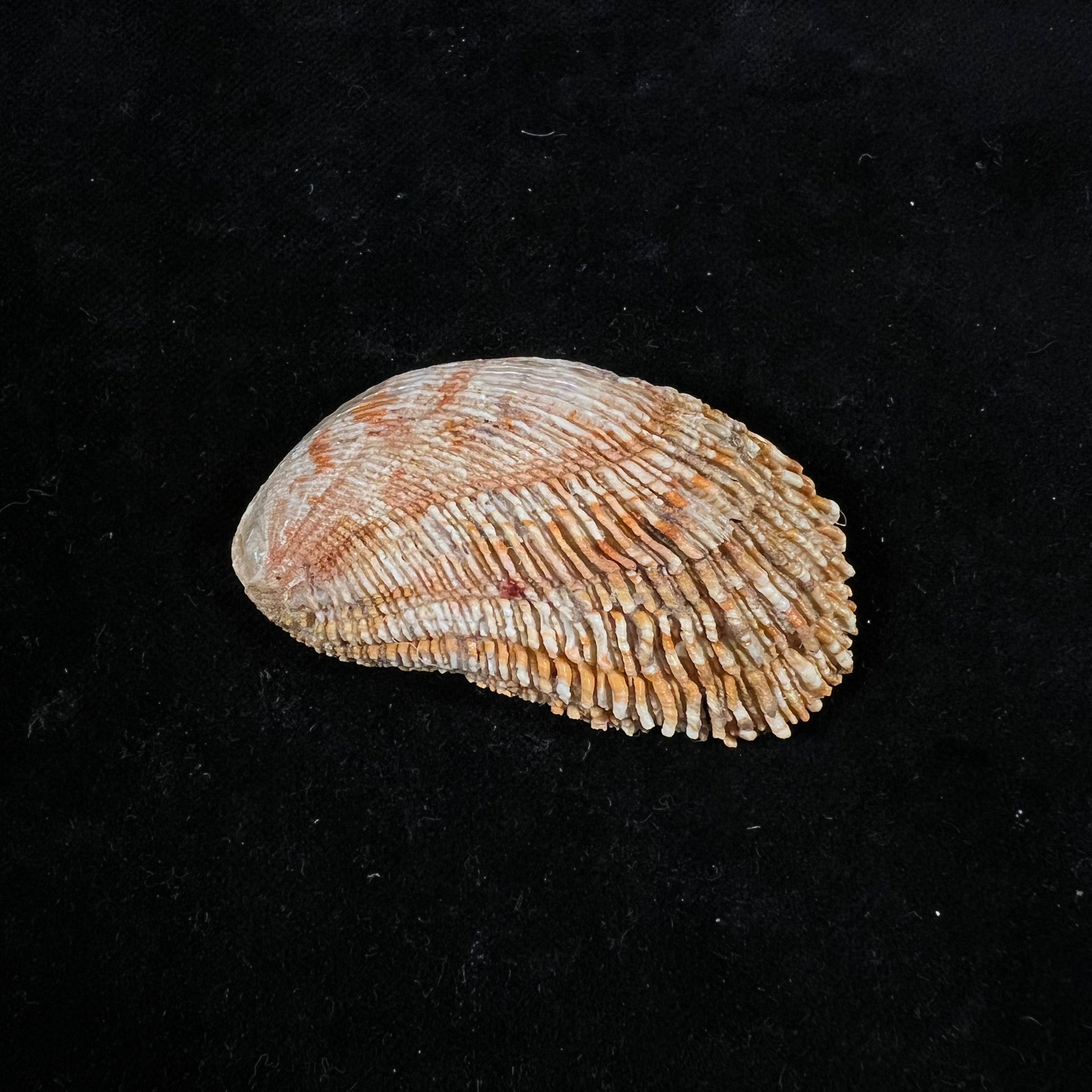 秀丽鲍（Haliotis elegans）FCL Koch, 1844 - 60,3毫米