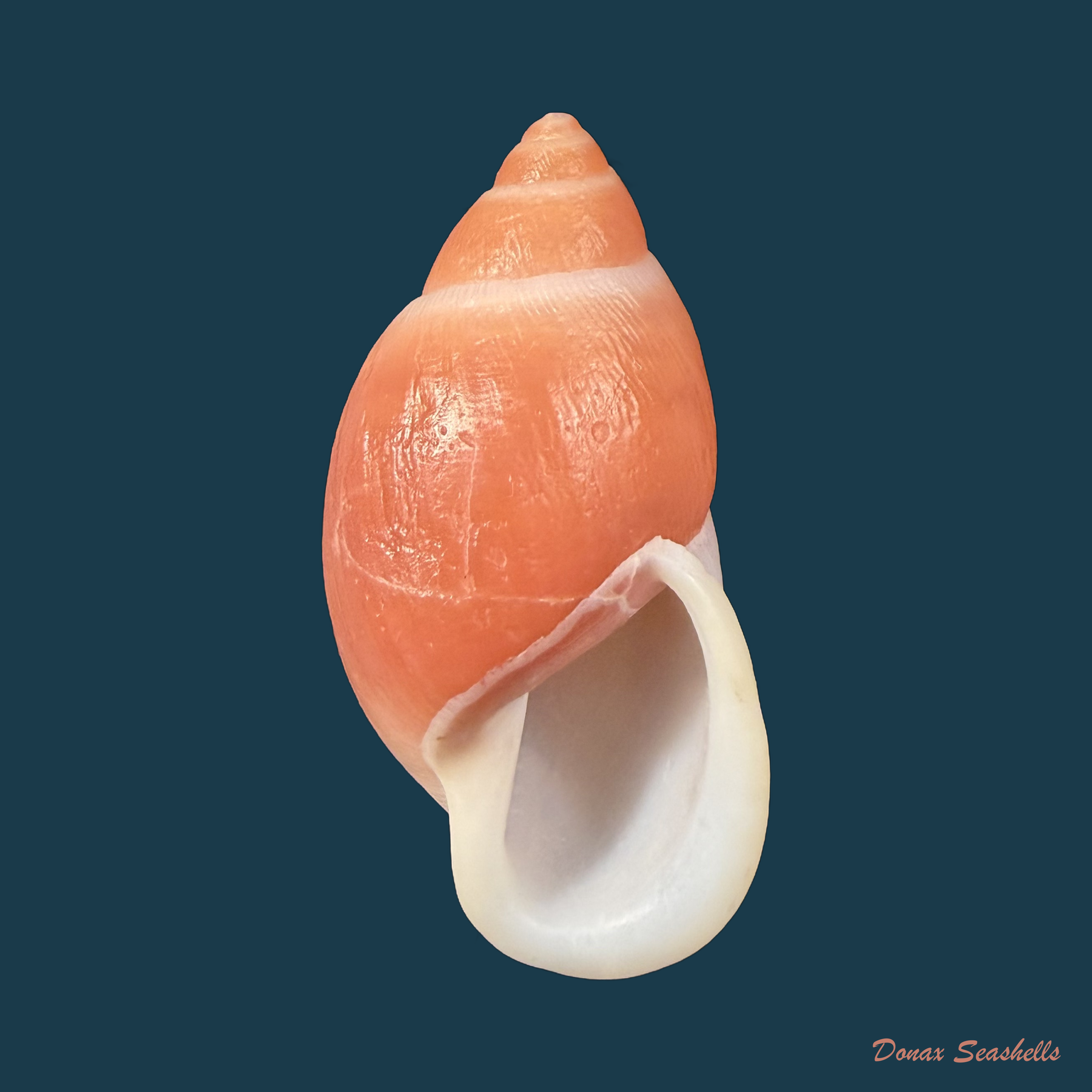 Strophocheilus debilis Bequaert, 1948 - 43mm