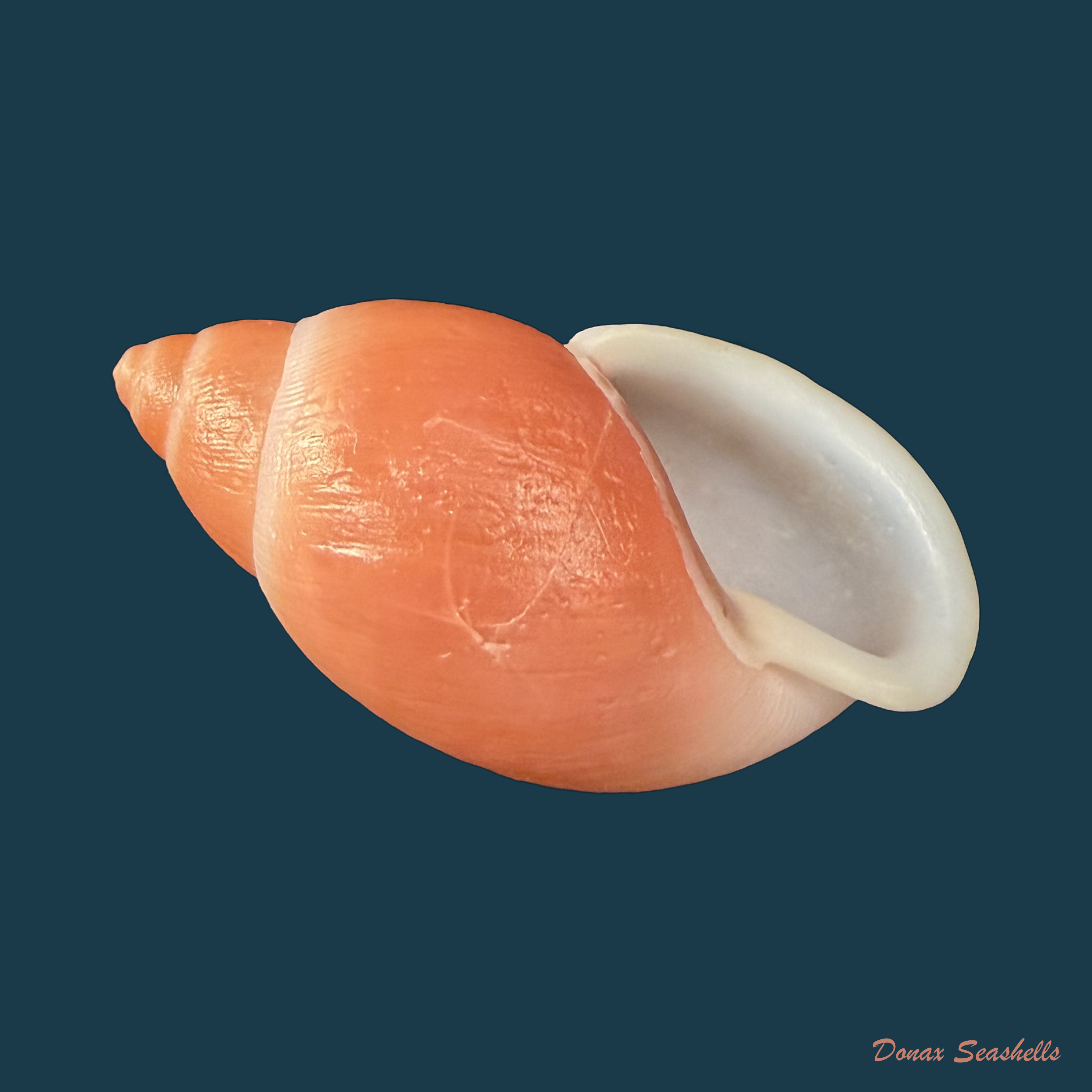 Strophocheilus debilis Bequaert, 1948 - 43mm