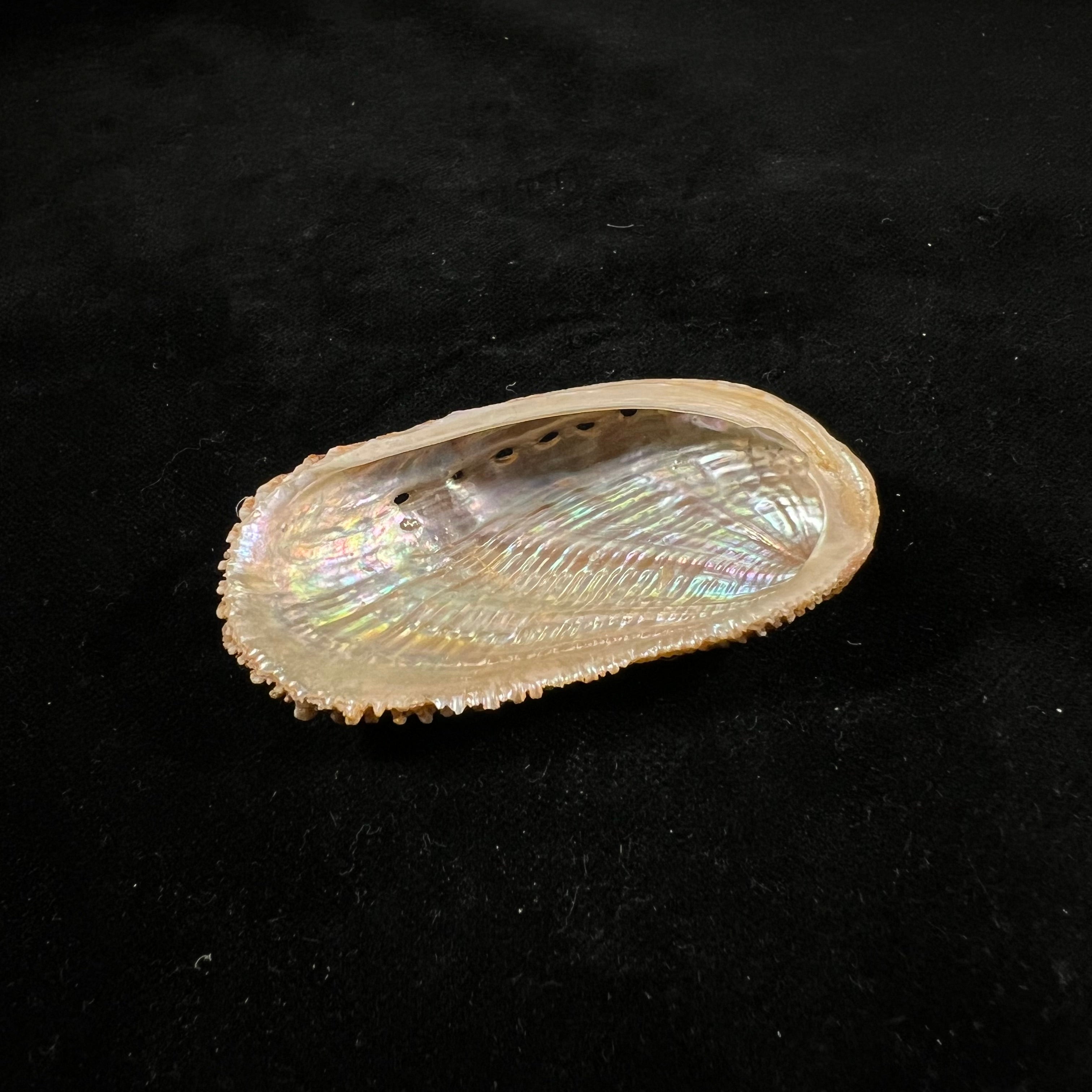 秀丽鲍（Haliotis elegans）FCL Koch, 1844 - 60,3毫米