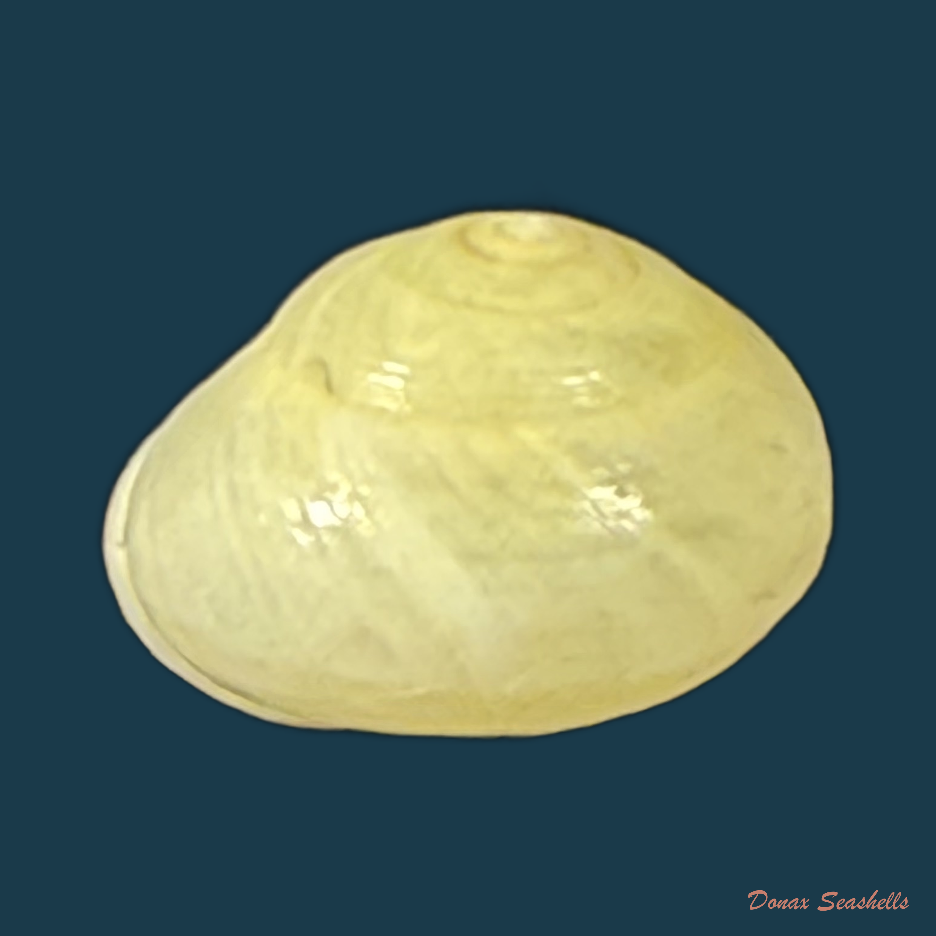 Helicina variabilis unicolor J.A. Wagner, 1827 - 11,9mm