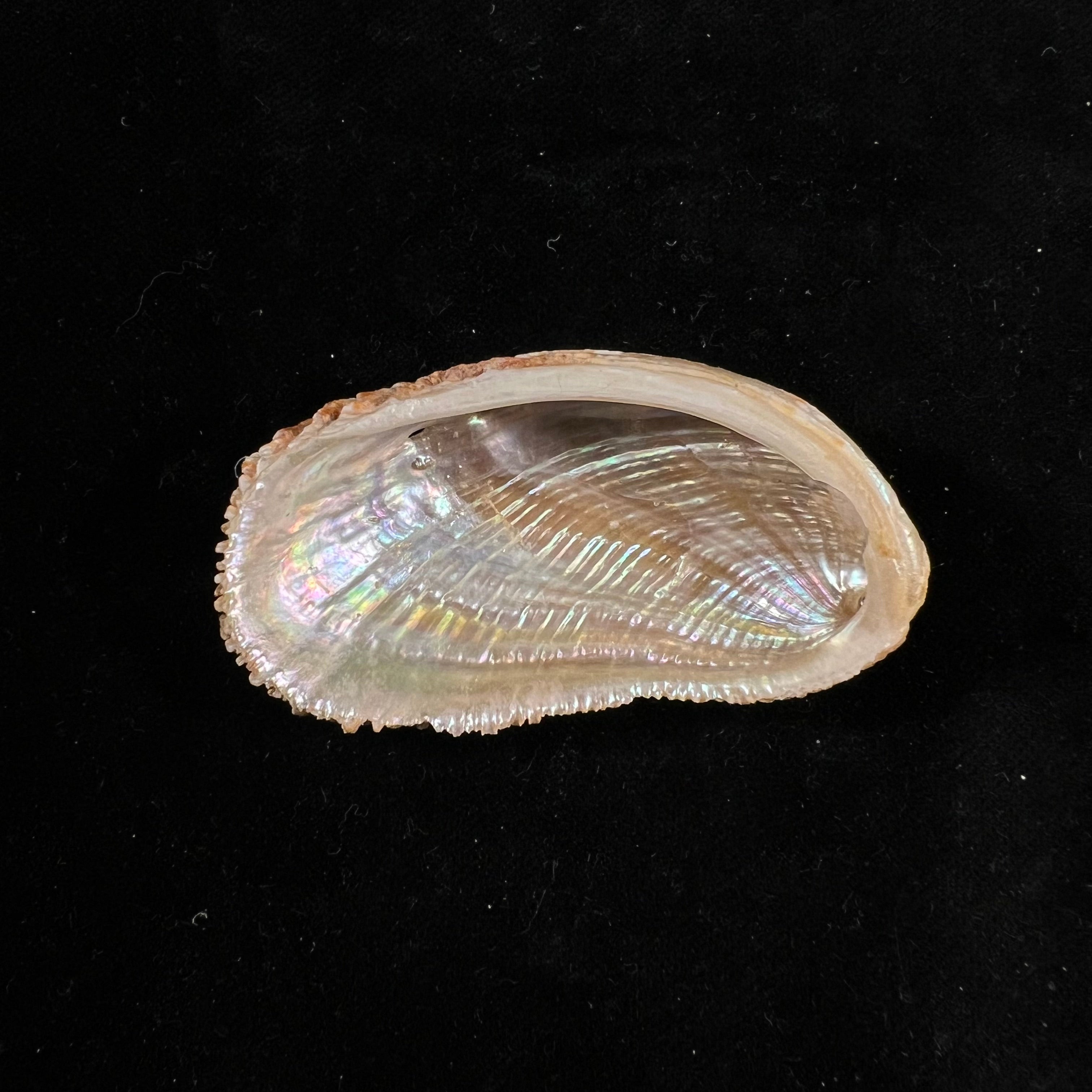 秀丽鲍（Haliotis elegans）FCL Koch, 1844 - 60,3毫米