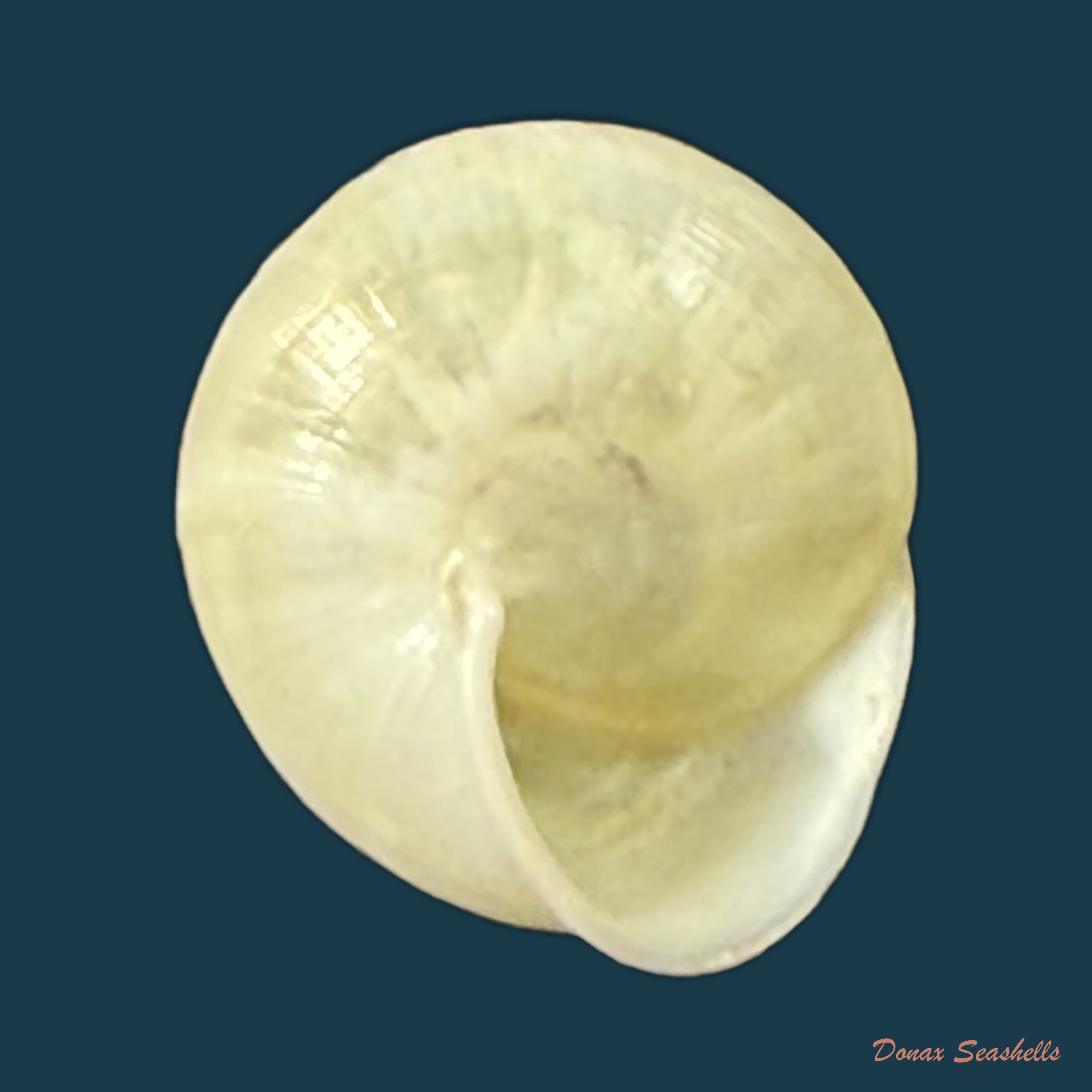 Helicina variabilis unicolor J.A. Wagner, 1827 - 11,9mm