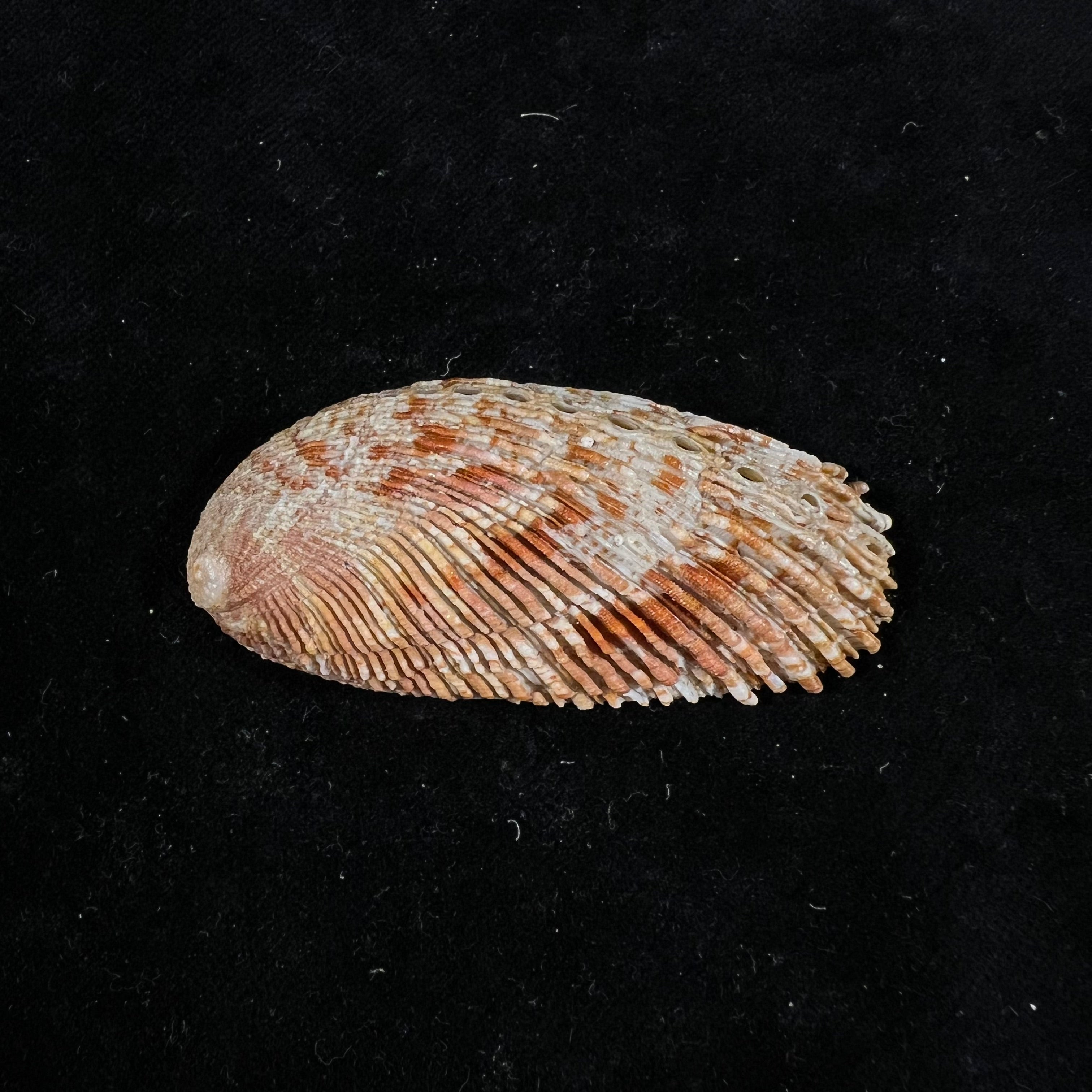秀丽鲍（Haliotis elegans）FCL Koch, 1844 - 60,6毫米