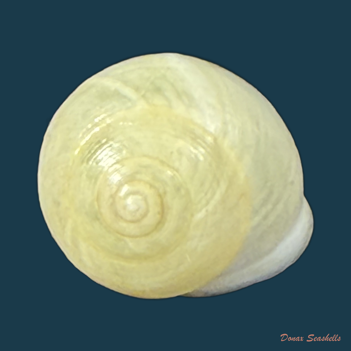 Helicina variabilis unicolor J.A. Wagner, 1827 - 11,9mm