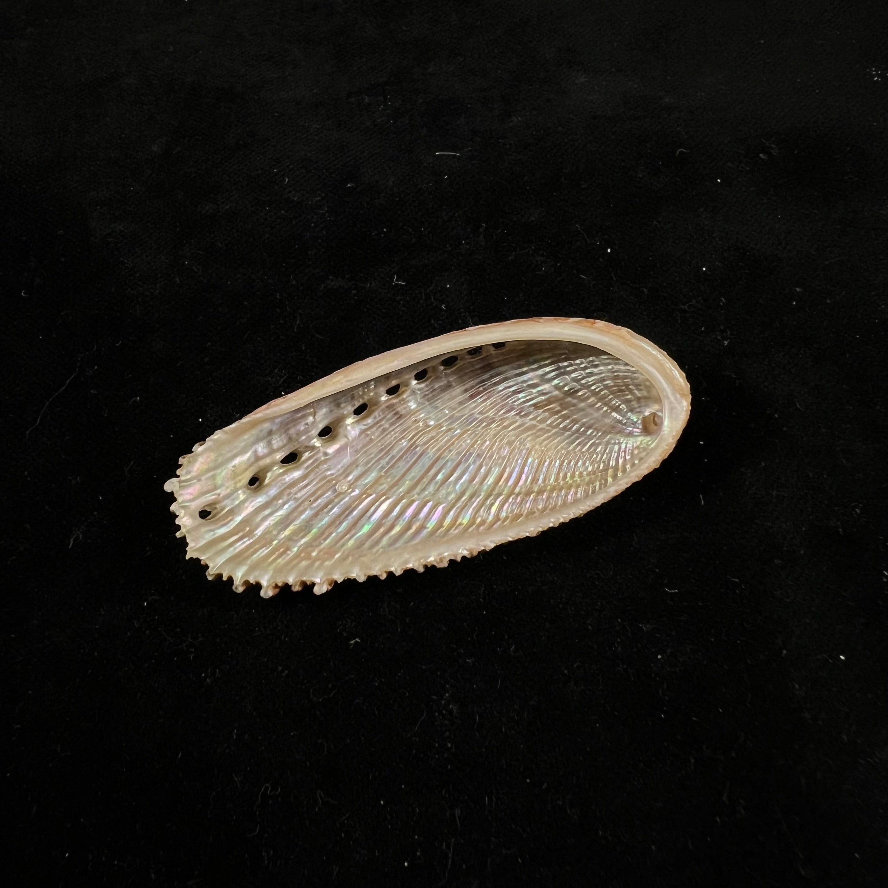 秀丽鲍（Haliotis elegans）FCL Koch, 1844 - 60,6毫米