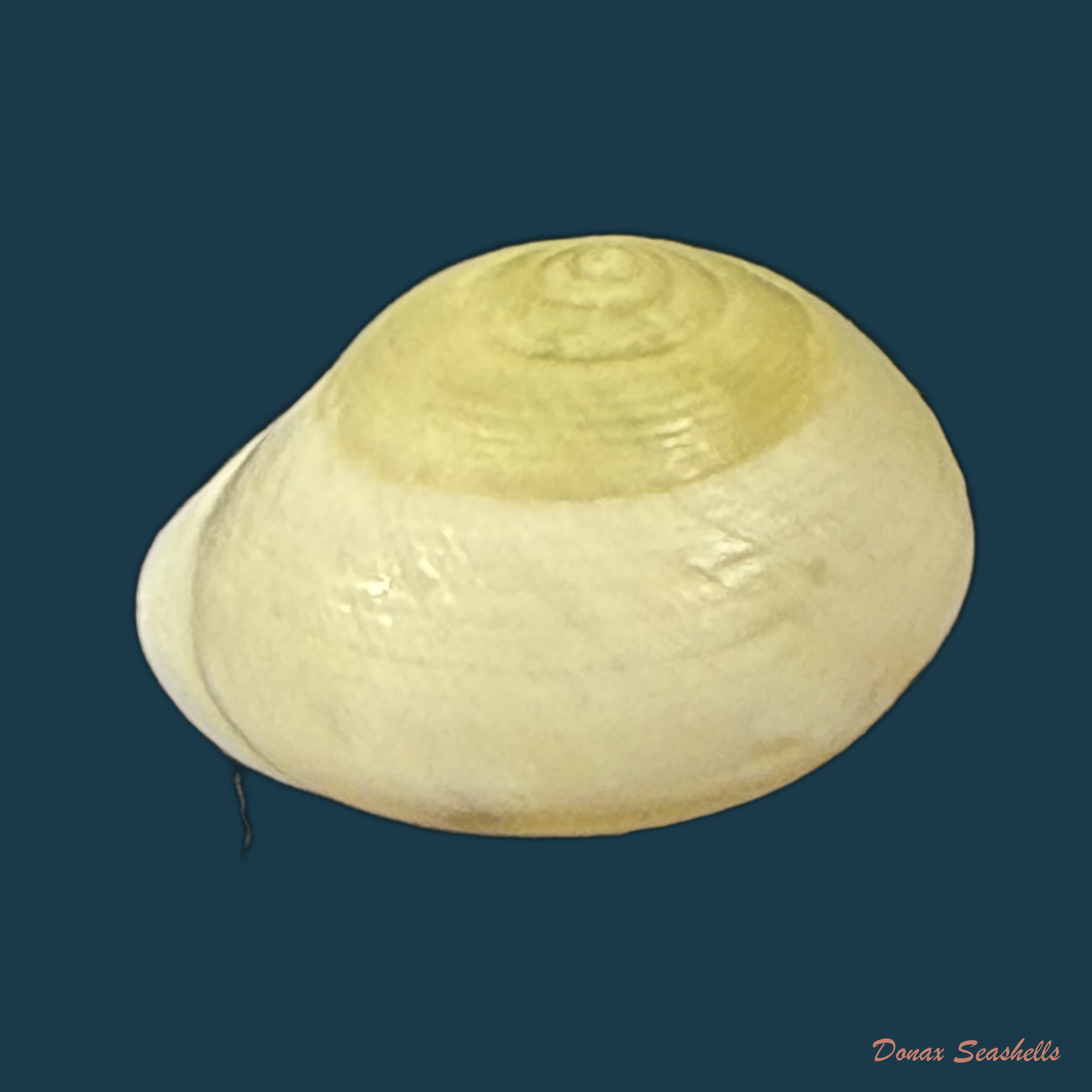 Helicina variabilis unicolor J.A. Wagner, 1827 - 12,6mm