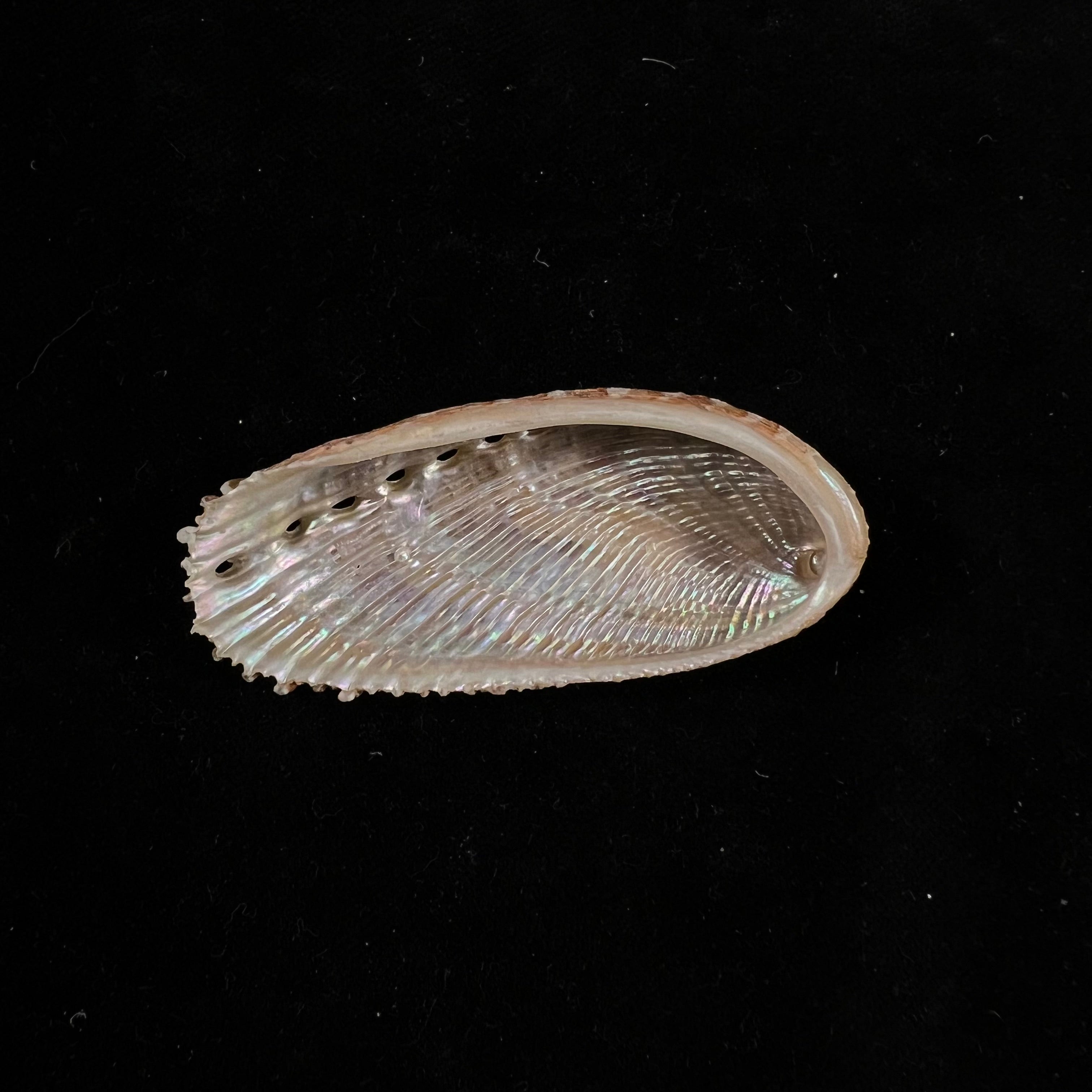 秀丽鲍（Haliotis elegans）FCL Koch, 1844 - 60,6毫米