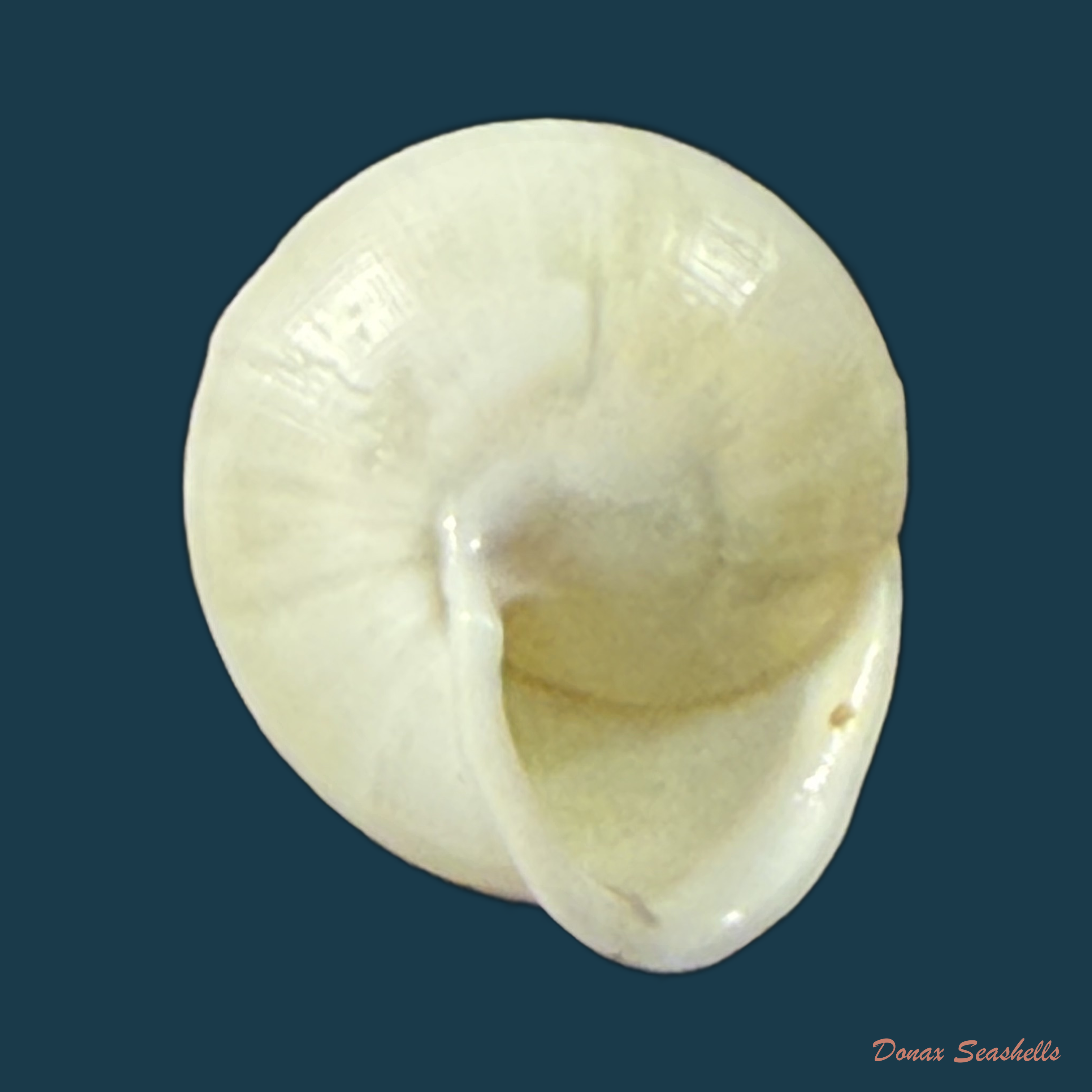 Helicina variabilis unicolor J.A. Wagner, 1827 - 12,6mm