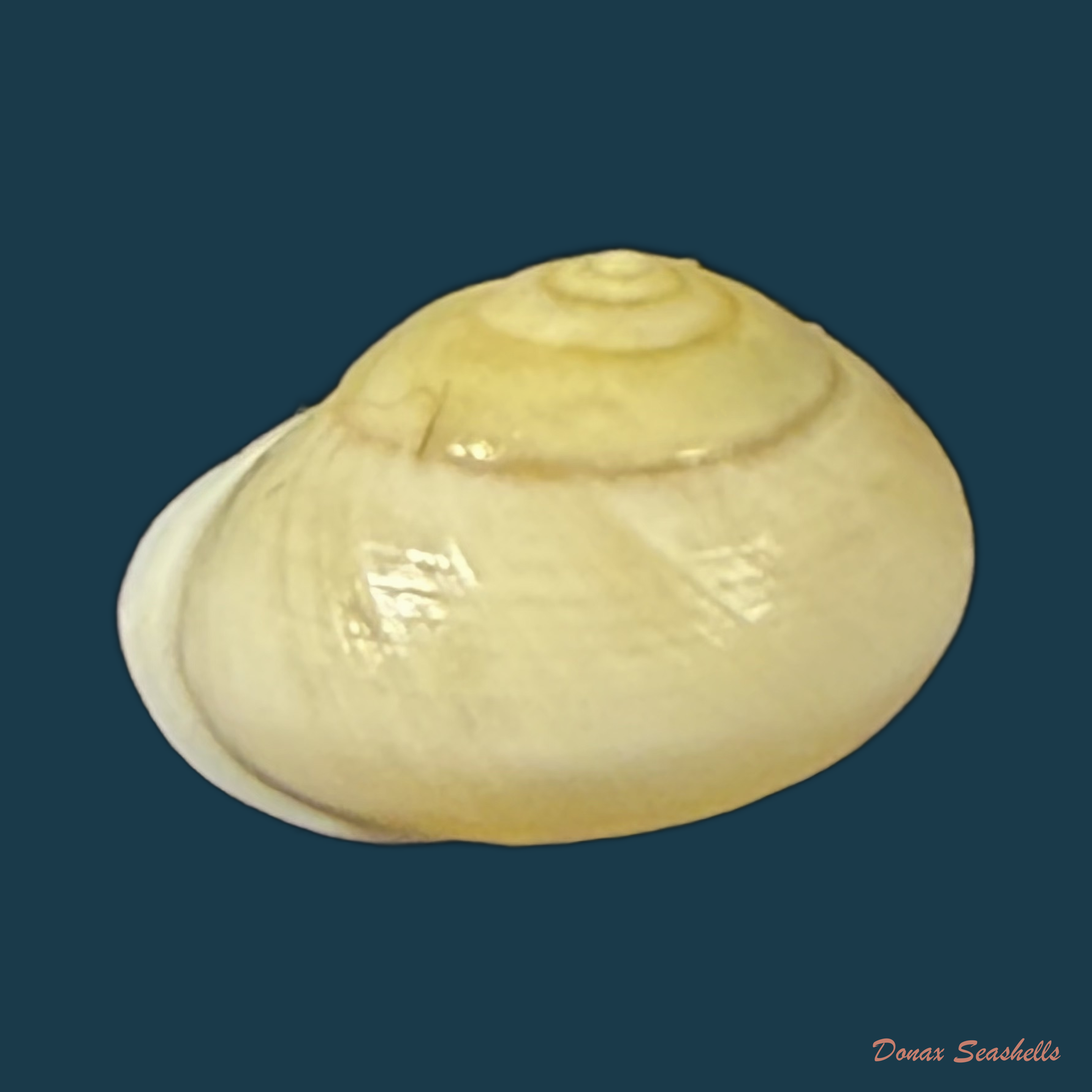 Helicina variabilis unicolor J.A. Wagner, 1827 - 11,4mm