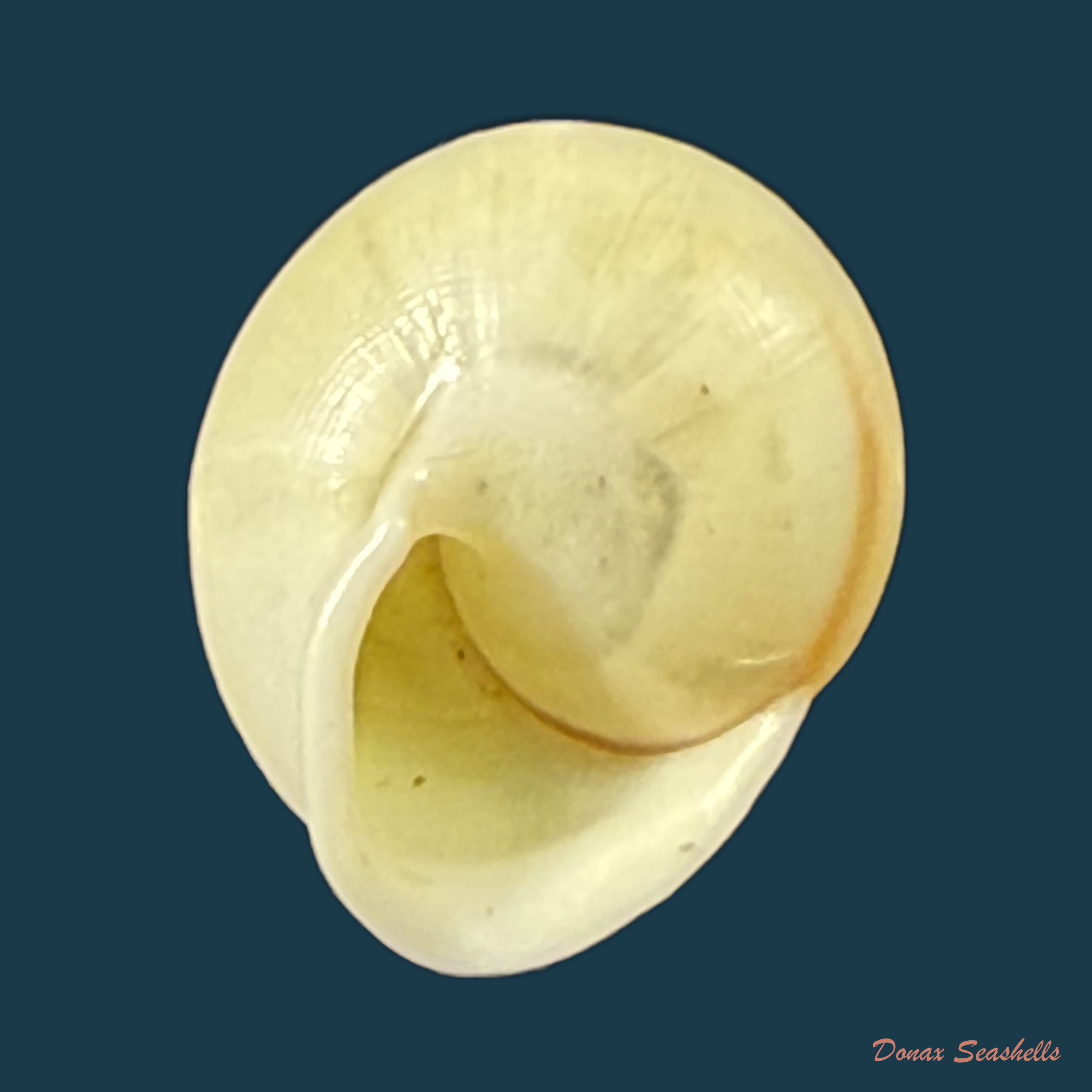 Helicina variabilis unicolor J.A. Wagner, 1827 - 11,4mm