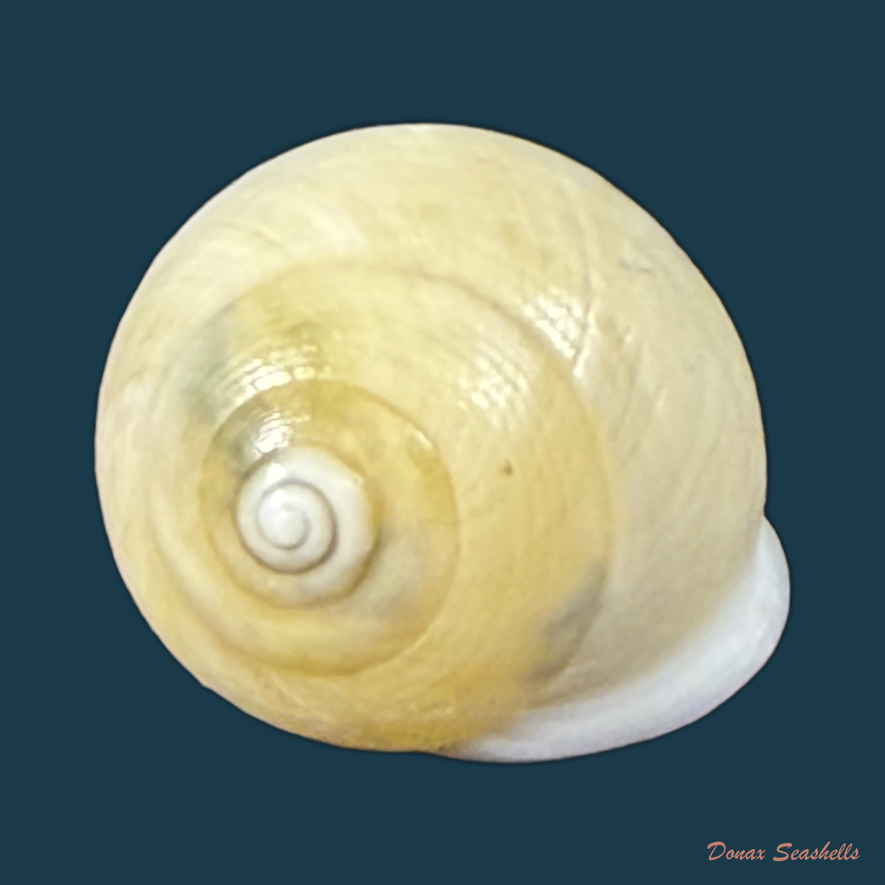 Helicina variabilis unicolor J.A. Wagner, 1827 - 12,6mm