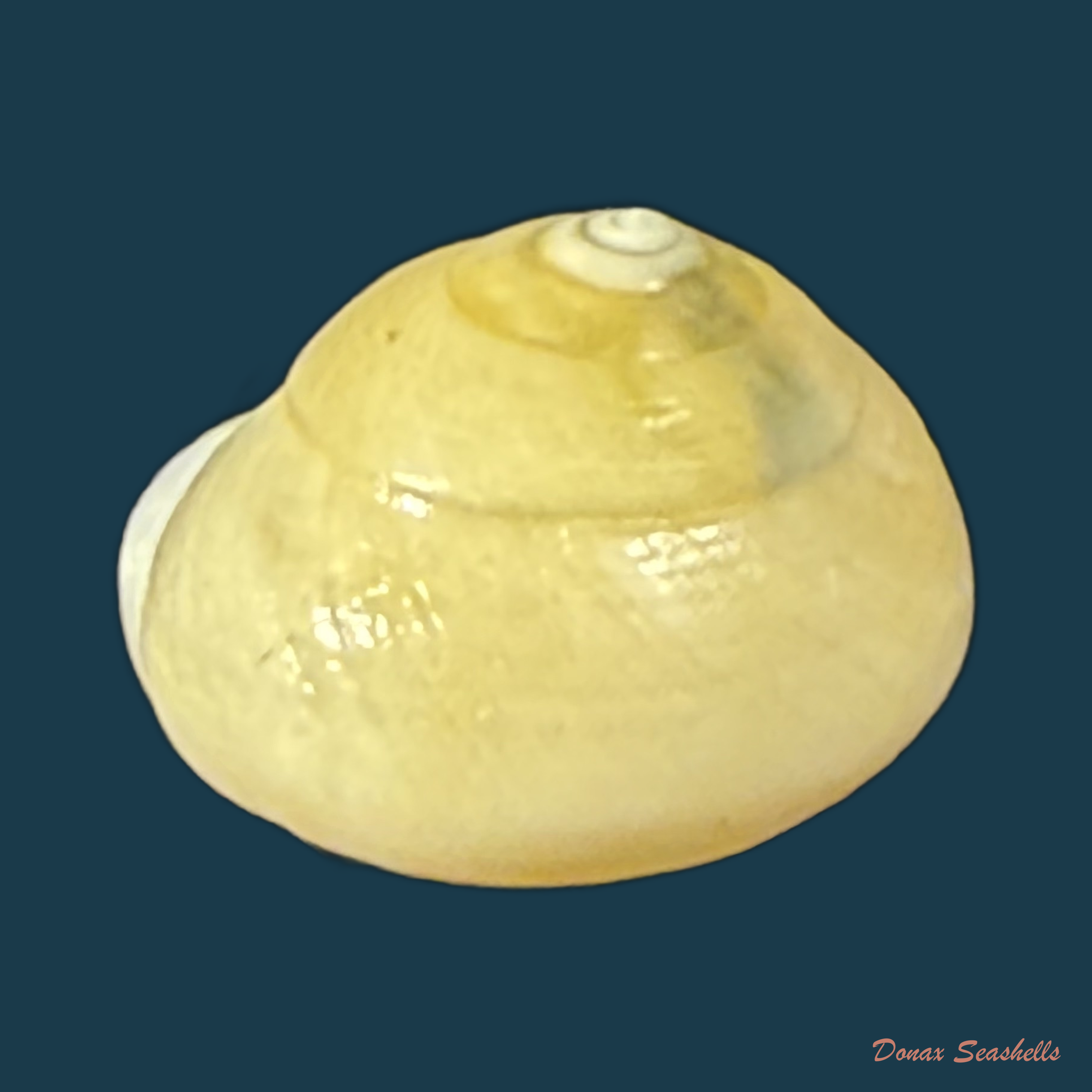 Helicina variabilis unicolor J.A. Wagner, 1827 - 12,6mm
