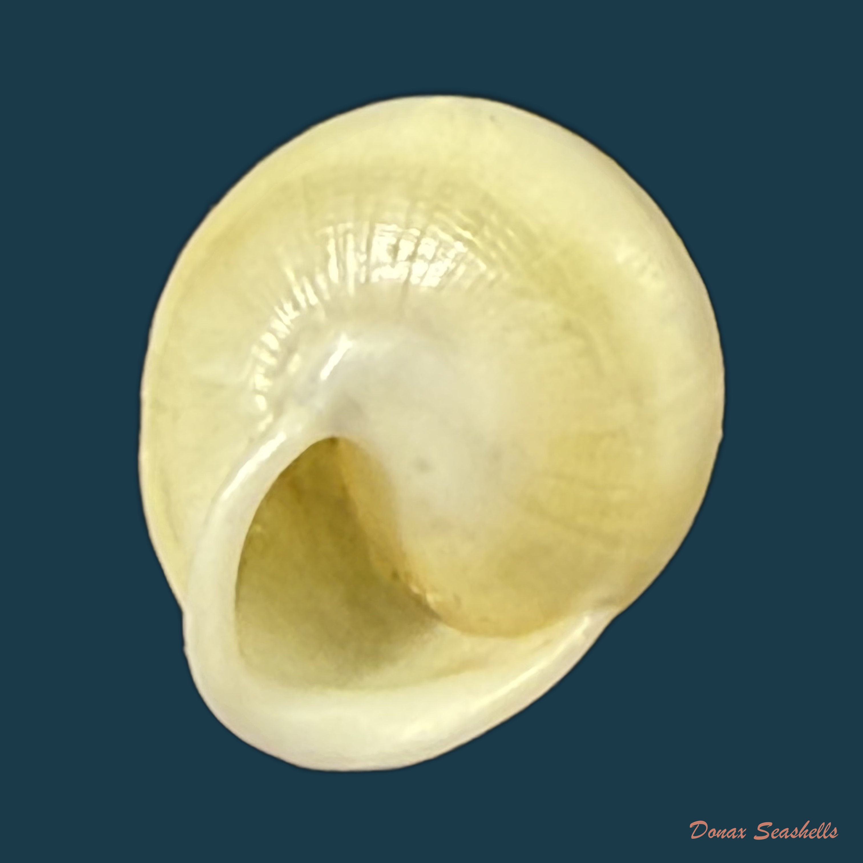Helicina variabilis unicolor J.A. Wagner, 1827 - 12,6mm
