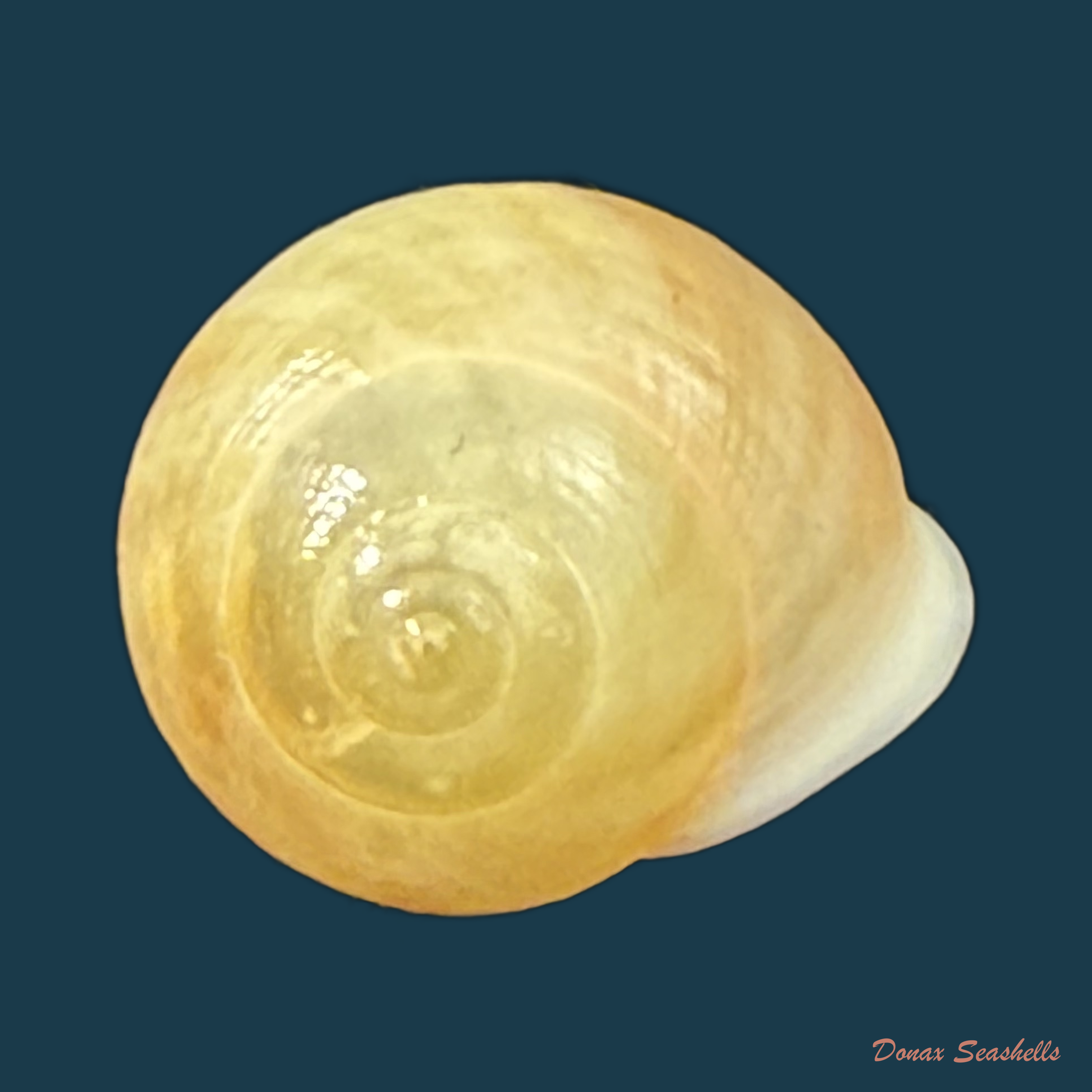 Helicina variabilis zephyrina V.L.V. Potiez & A. Michaud, 1838 - 11mm