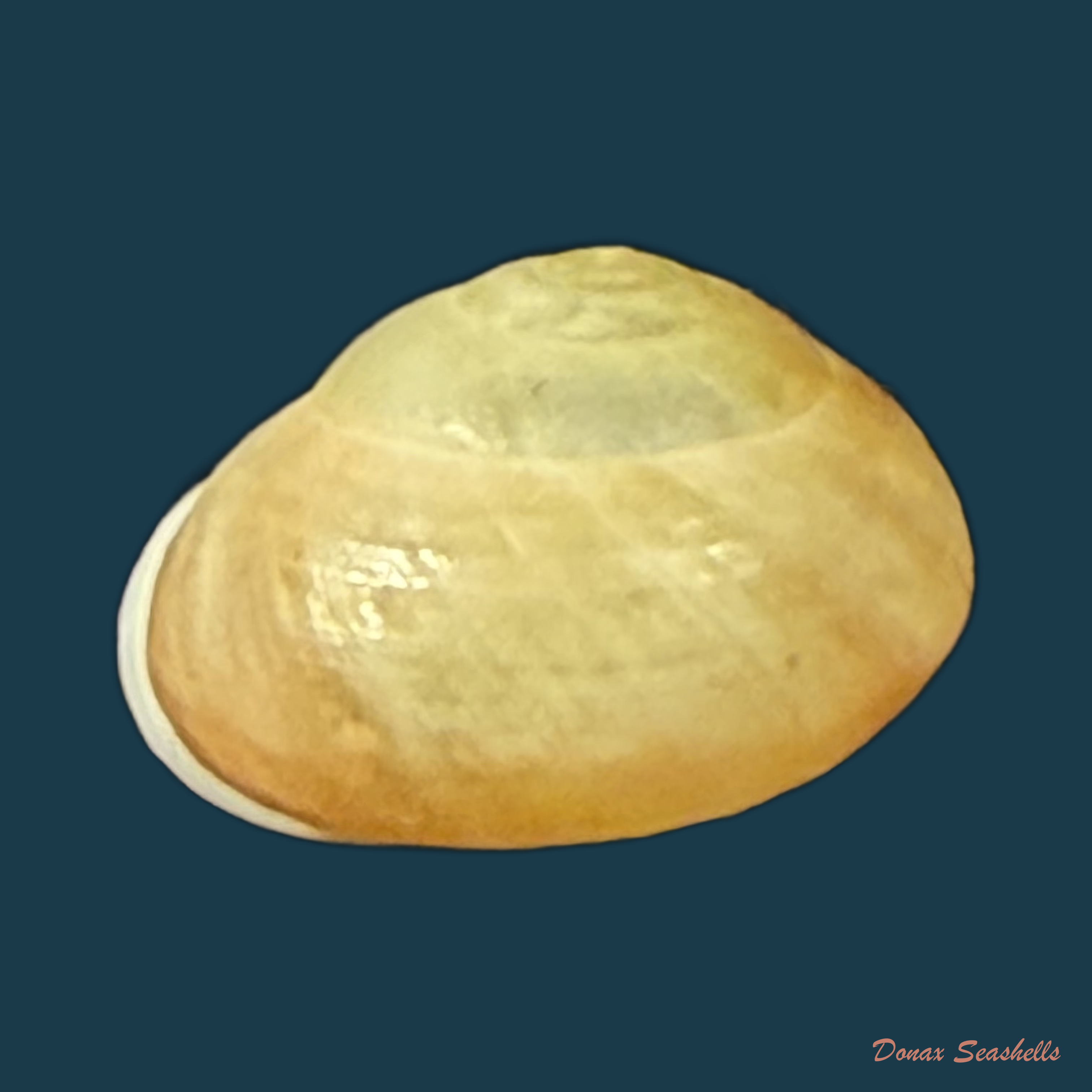 Helicina variabilis zephyrina V.L.V. Potiez & A. Michaud, 1838 - 11mm