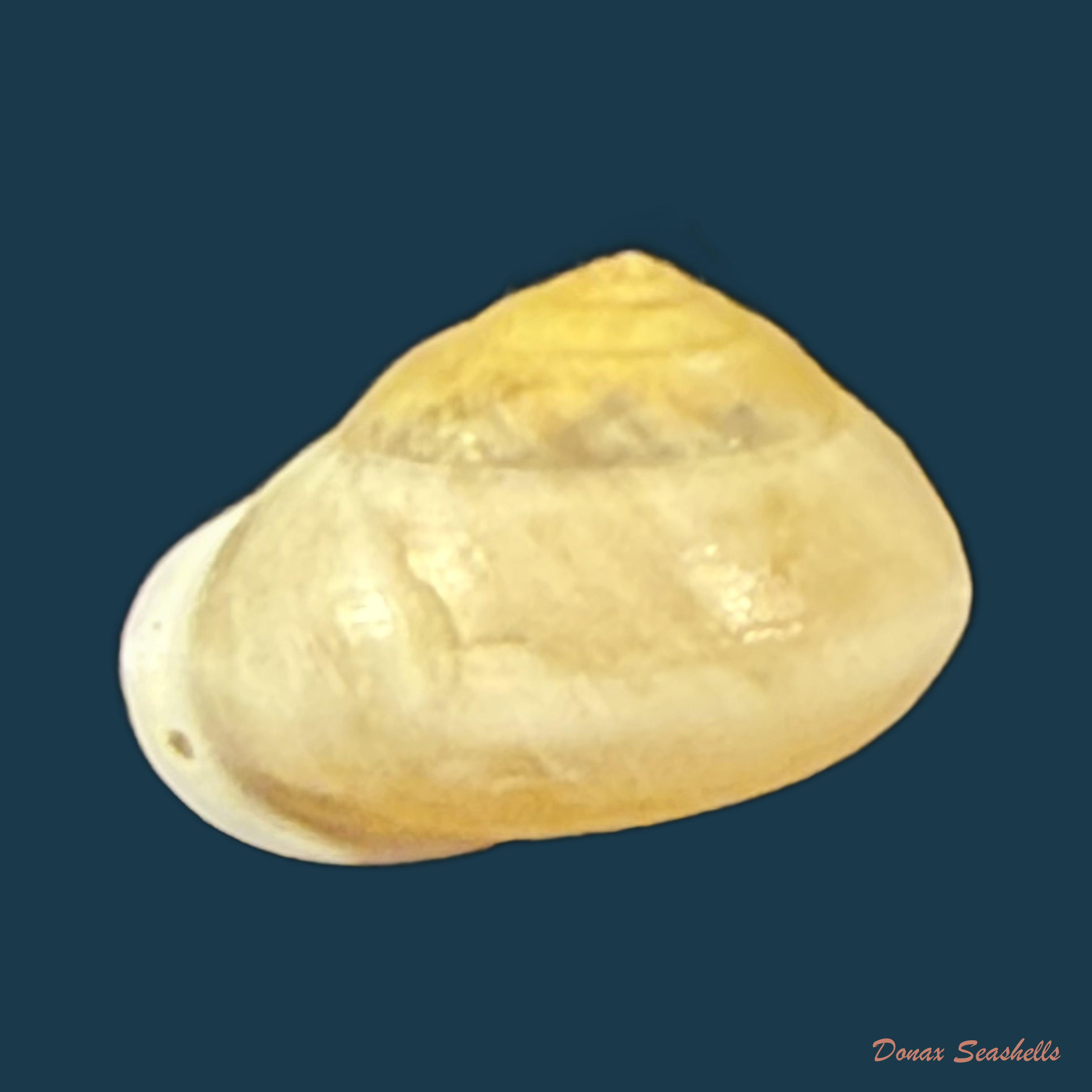 Helicina variabilis zephyrina V.L.V. Potiez & A. Michaud, 1838 - 11,8mm