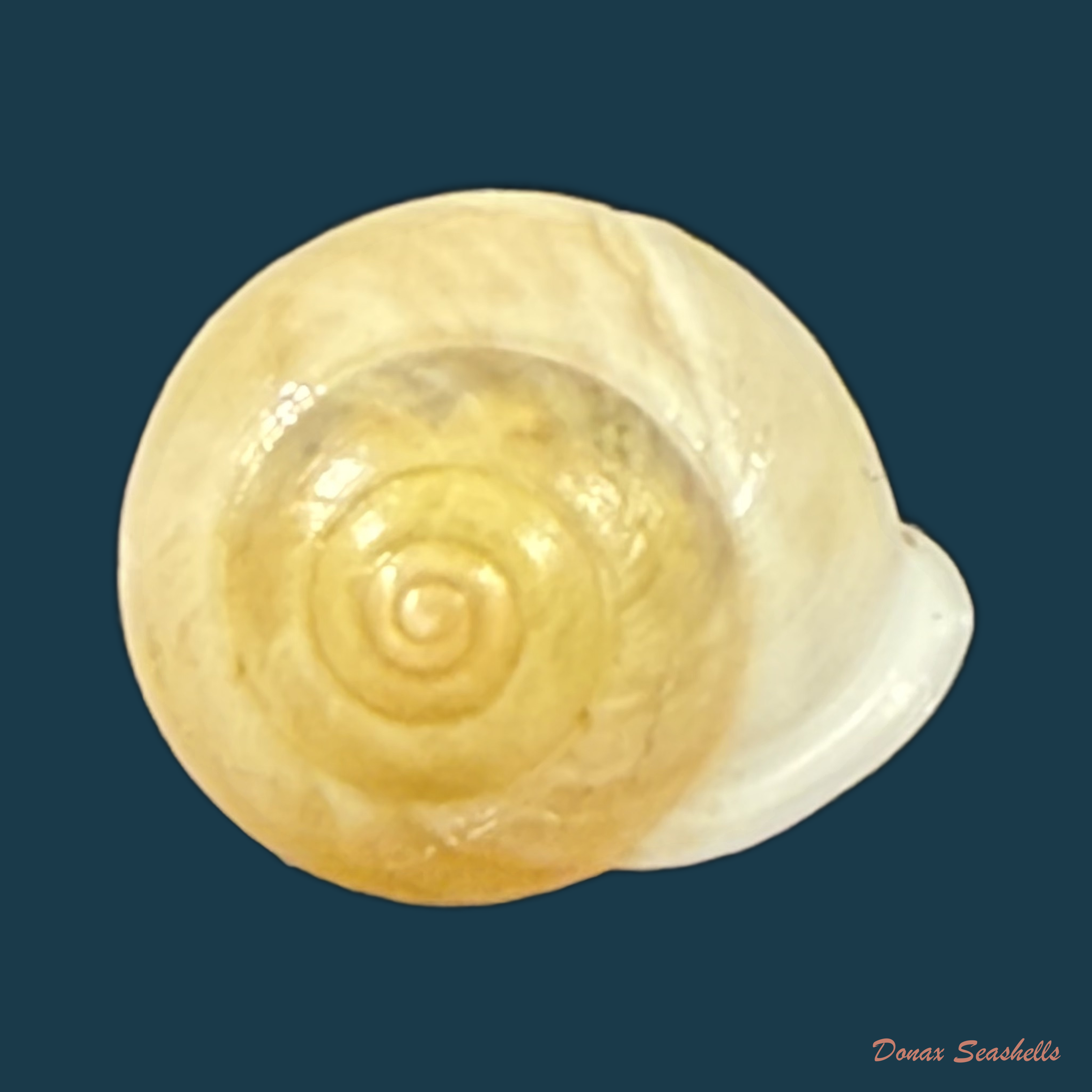 Helicina variabilis zephyrina V.L.V. Potiez & A. Michaud, 1838 - 11,8mm