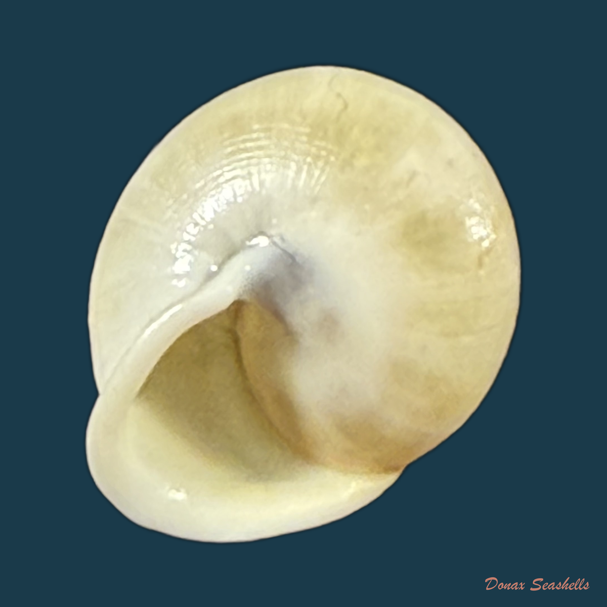 Helicina variabilis zephyrina V.L.V. Potiez & A. Michaud, 1838 - 11,8mm