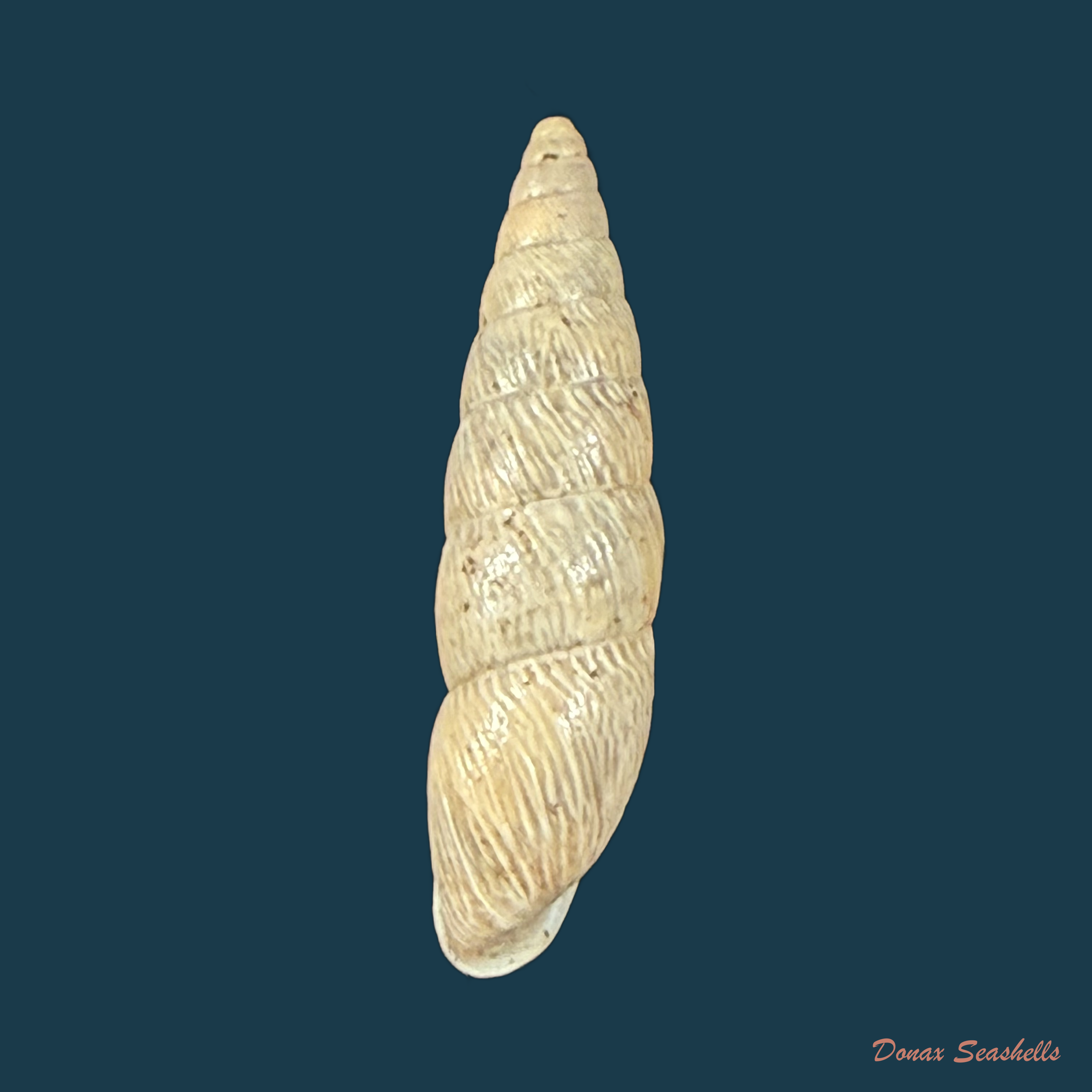 Bahiensis neglectus (L. Pfeiffer, 1847) - 19,3mm