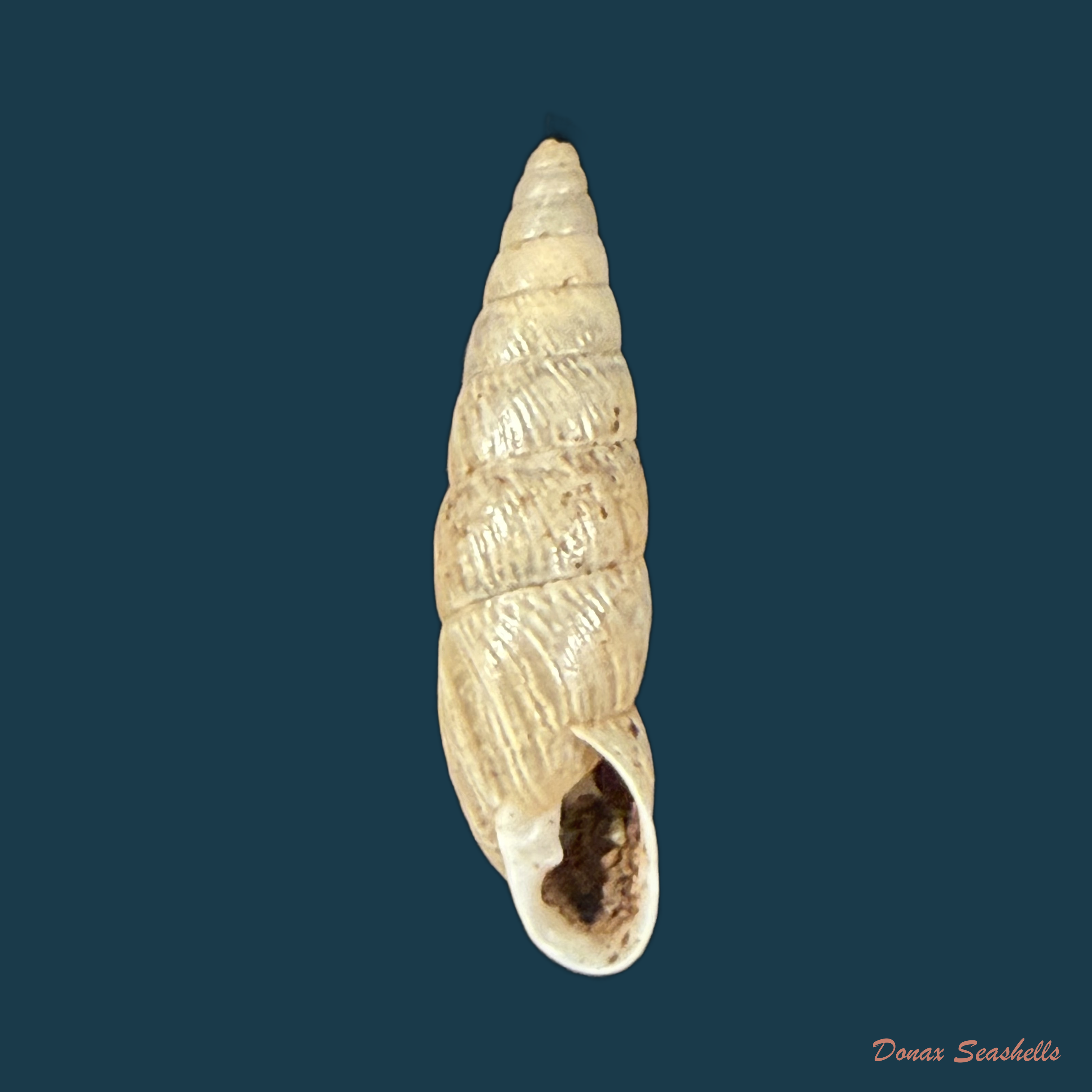 Bahiensis neglectus (L. Pfeiffer, 1847) - 19,3mm