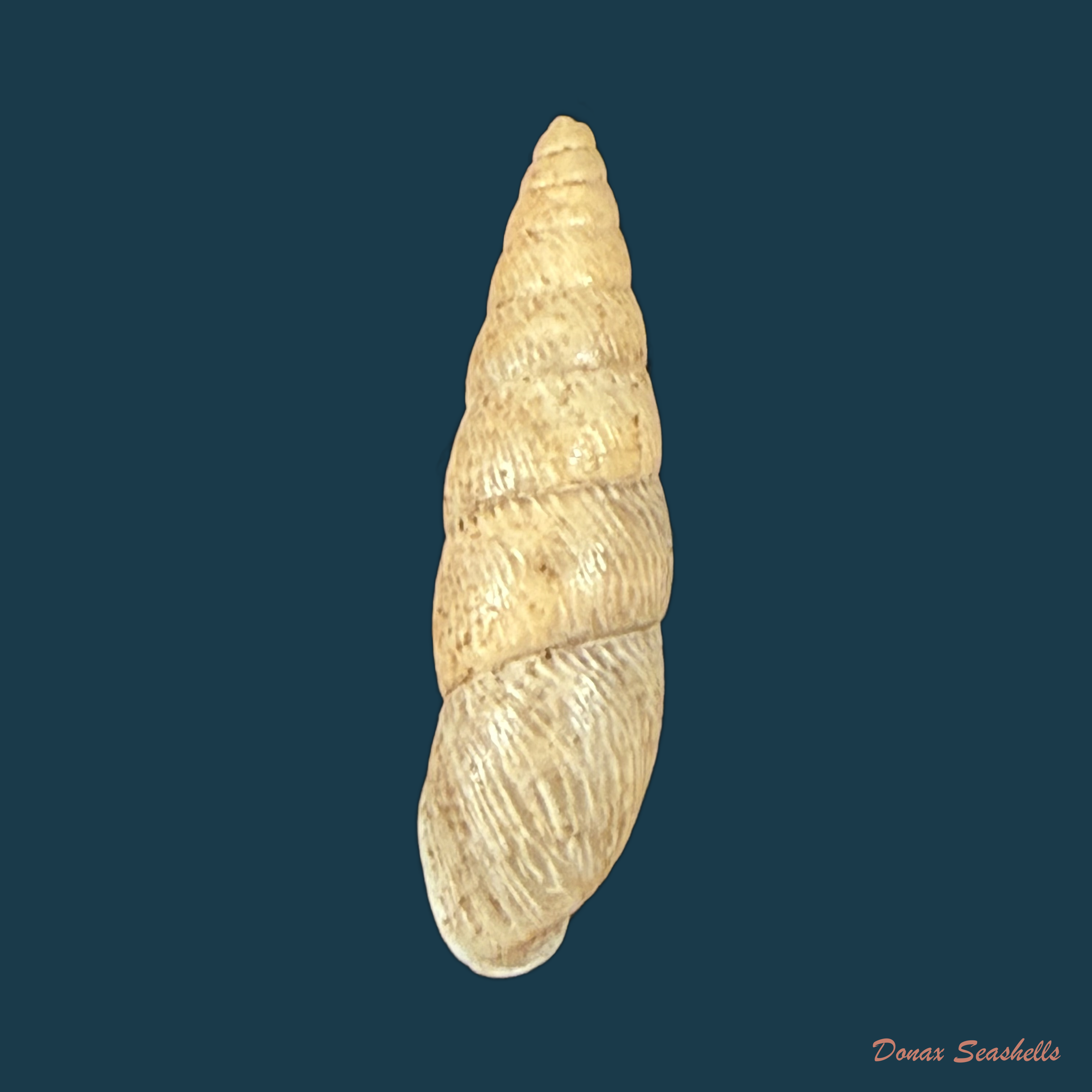 Bahiensis neglectus (L. Pfeiffer, 1847) - 19,2mm