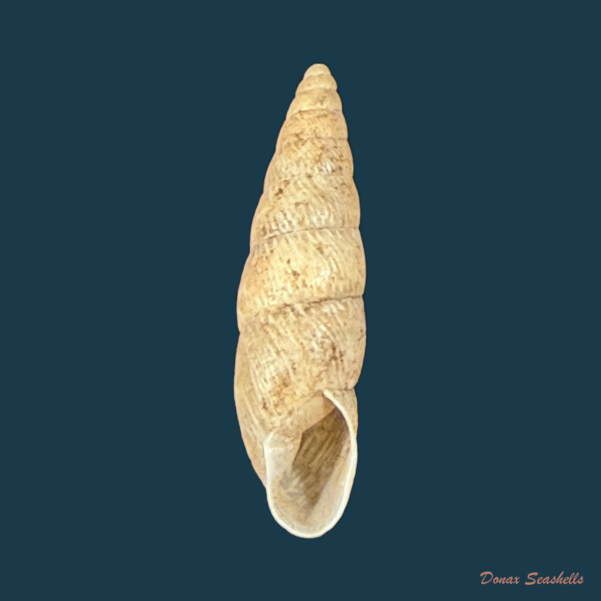 Bahiensis neglectus (L. Pfeiffer, 1847) - 19,2mm