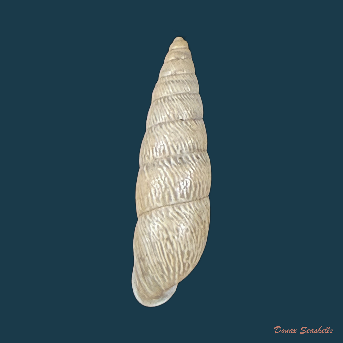 Bahiensis neglectus (L. Pfeiffer, 1847) - 18,2mm