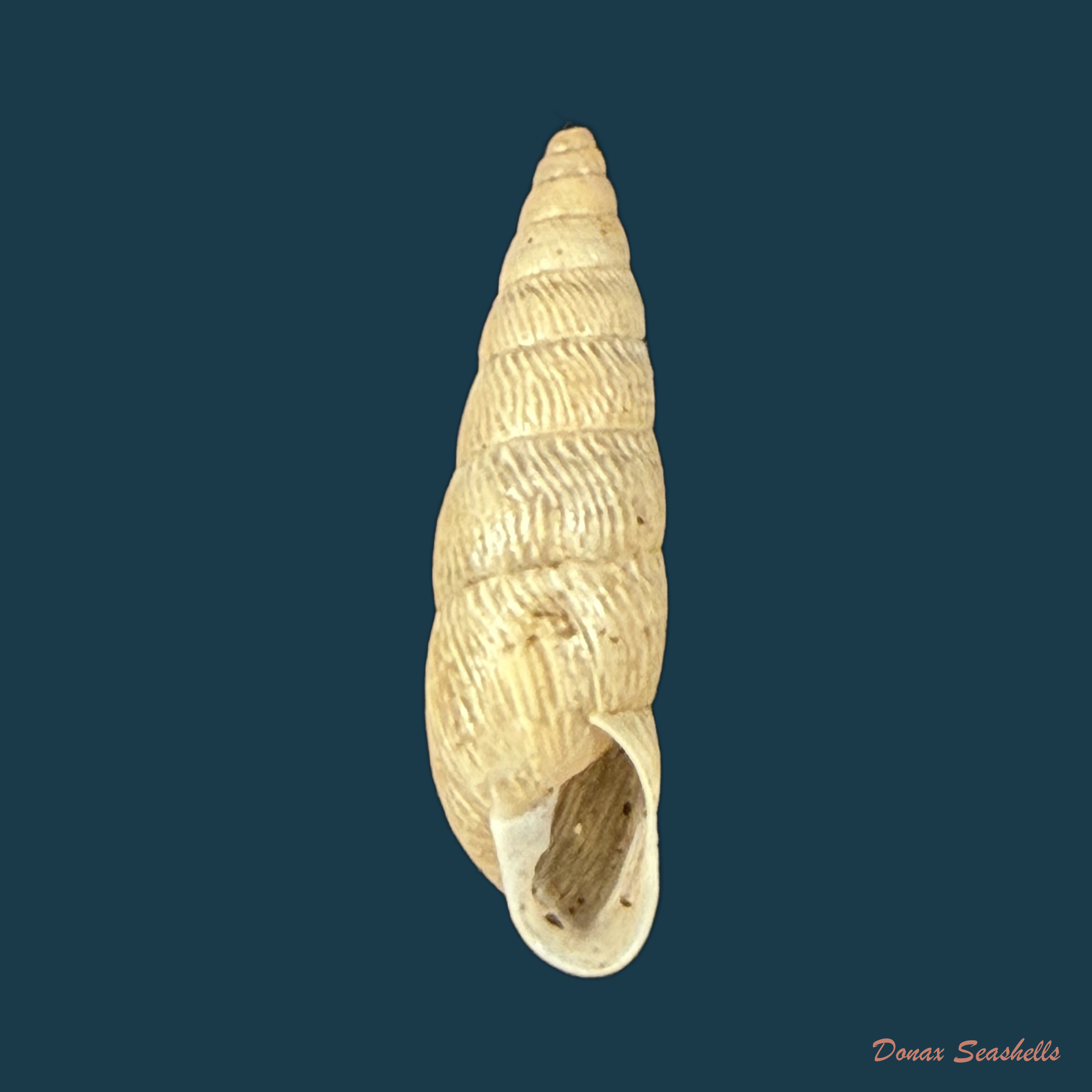 Bahiensis neglectus (L. Pfeiffer, 1847) - 18,2mm