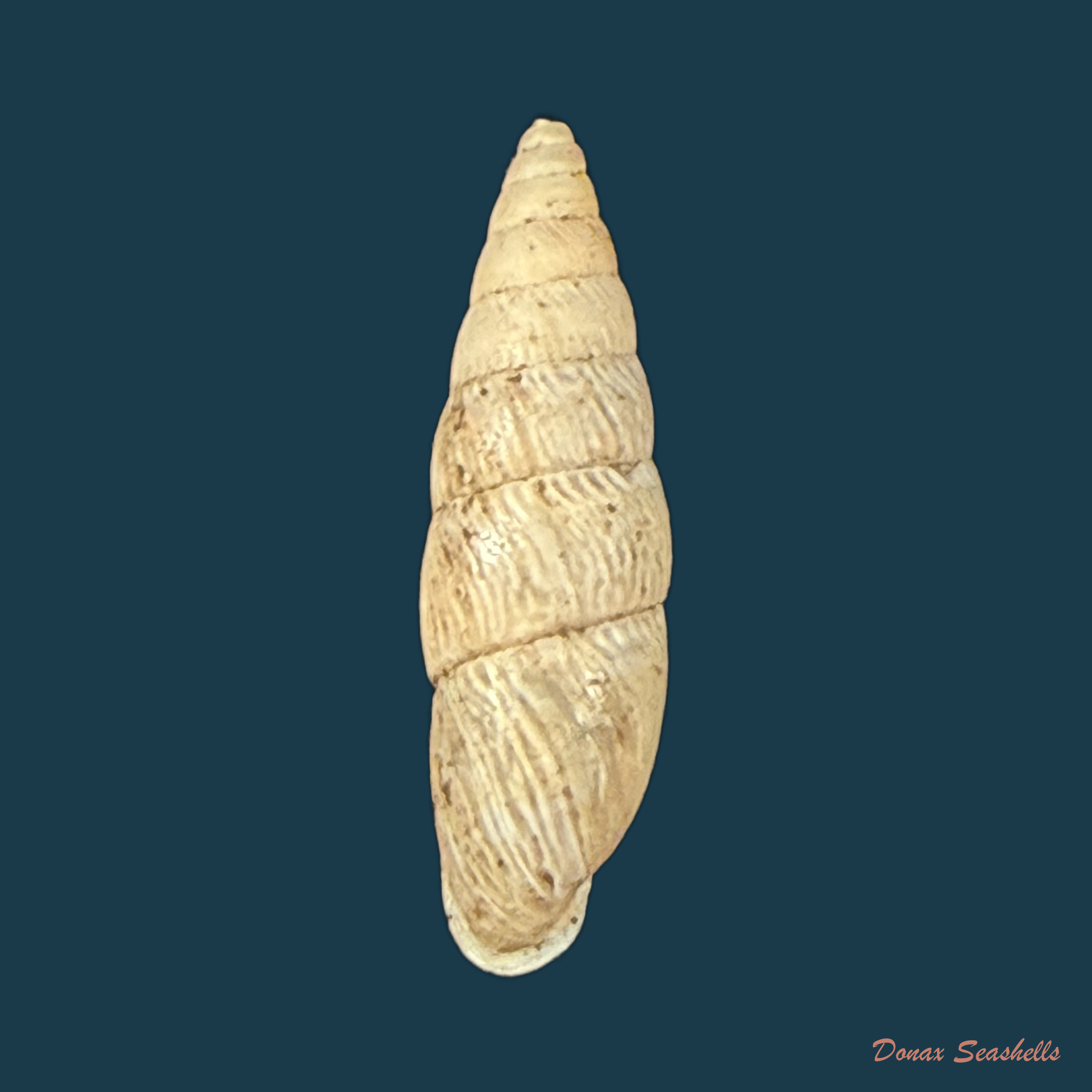 Bahiensis neglectus (L. Pfeiffer, 1847) - 18,4mm