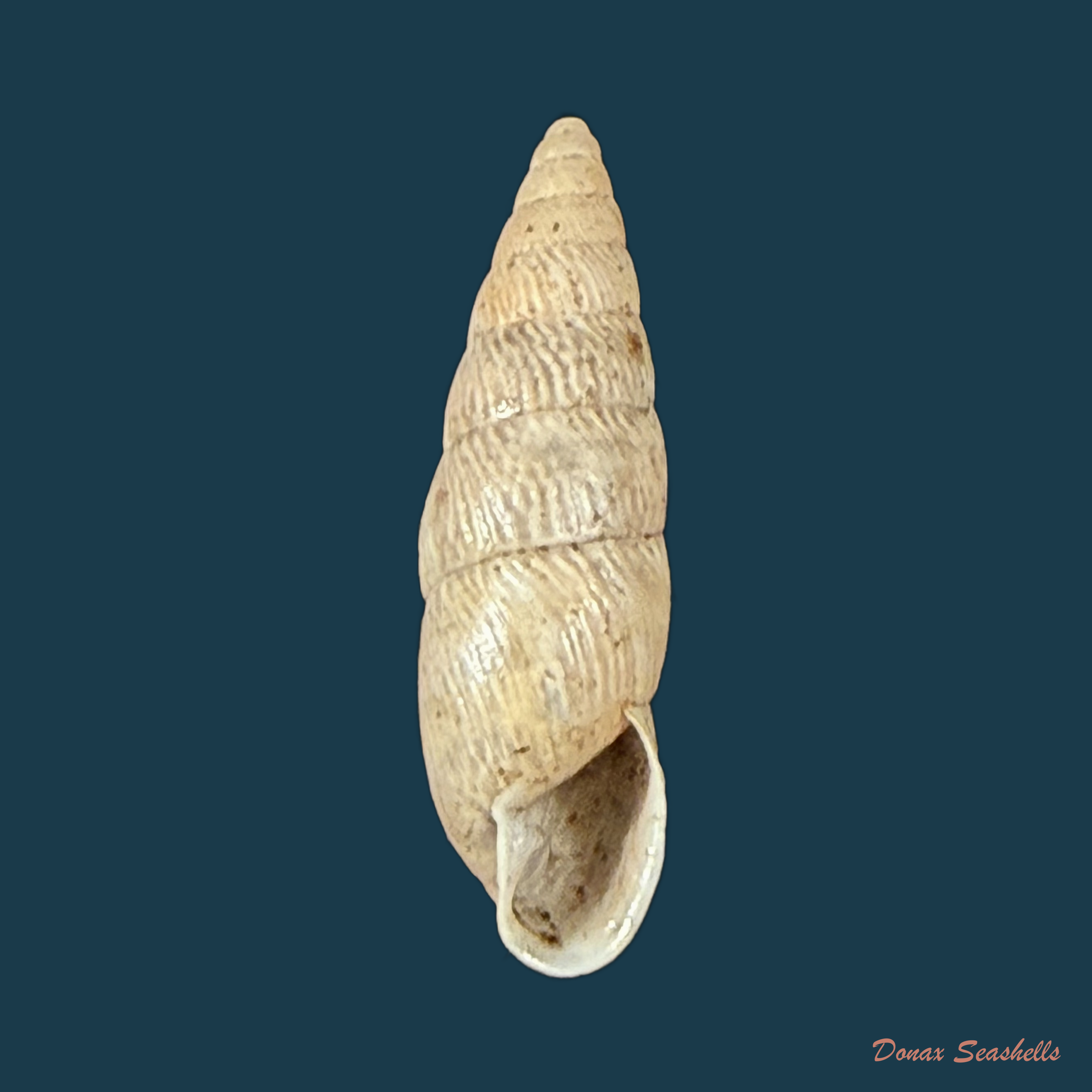 Bahiensis neglectus (L. Pfeiffer, 1847) - 18,4mm
