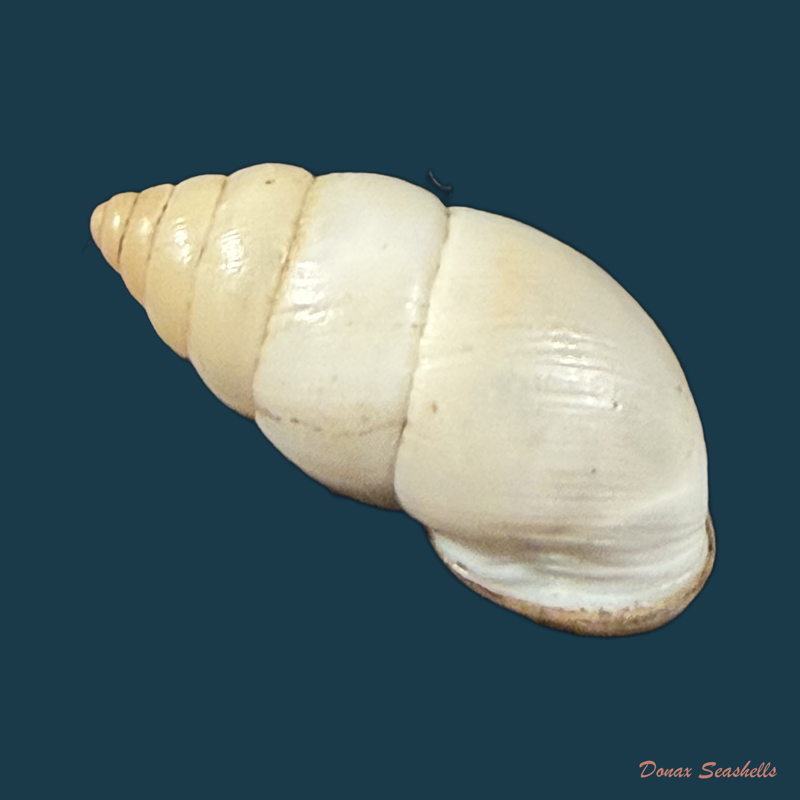 Plagiodontes dentatus (W. Wood, 1828) - 19,9mm