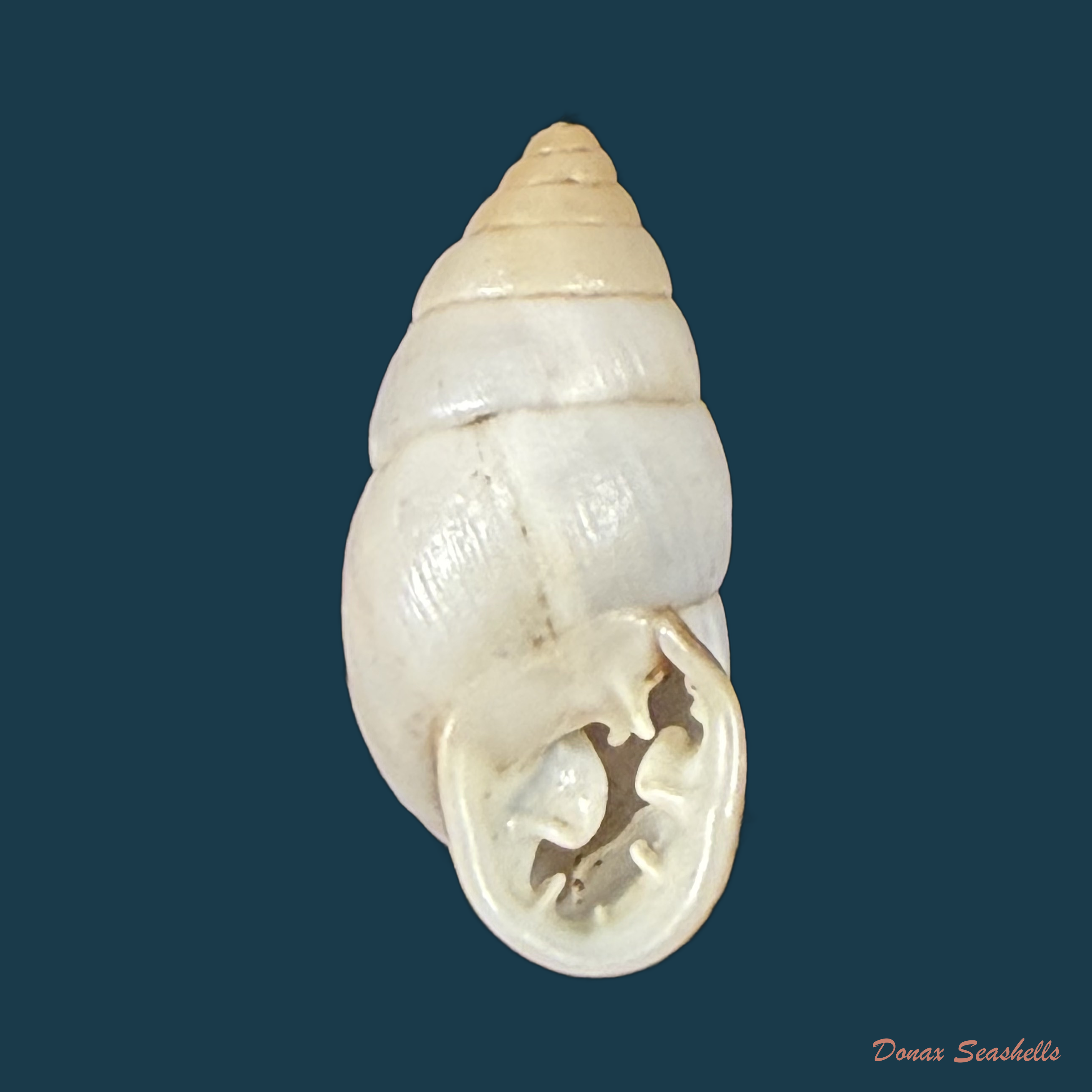Plagiodontes dentatus (W. Wood, 1828) - 19,9mm