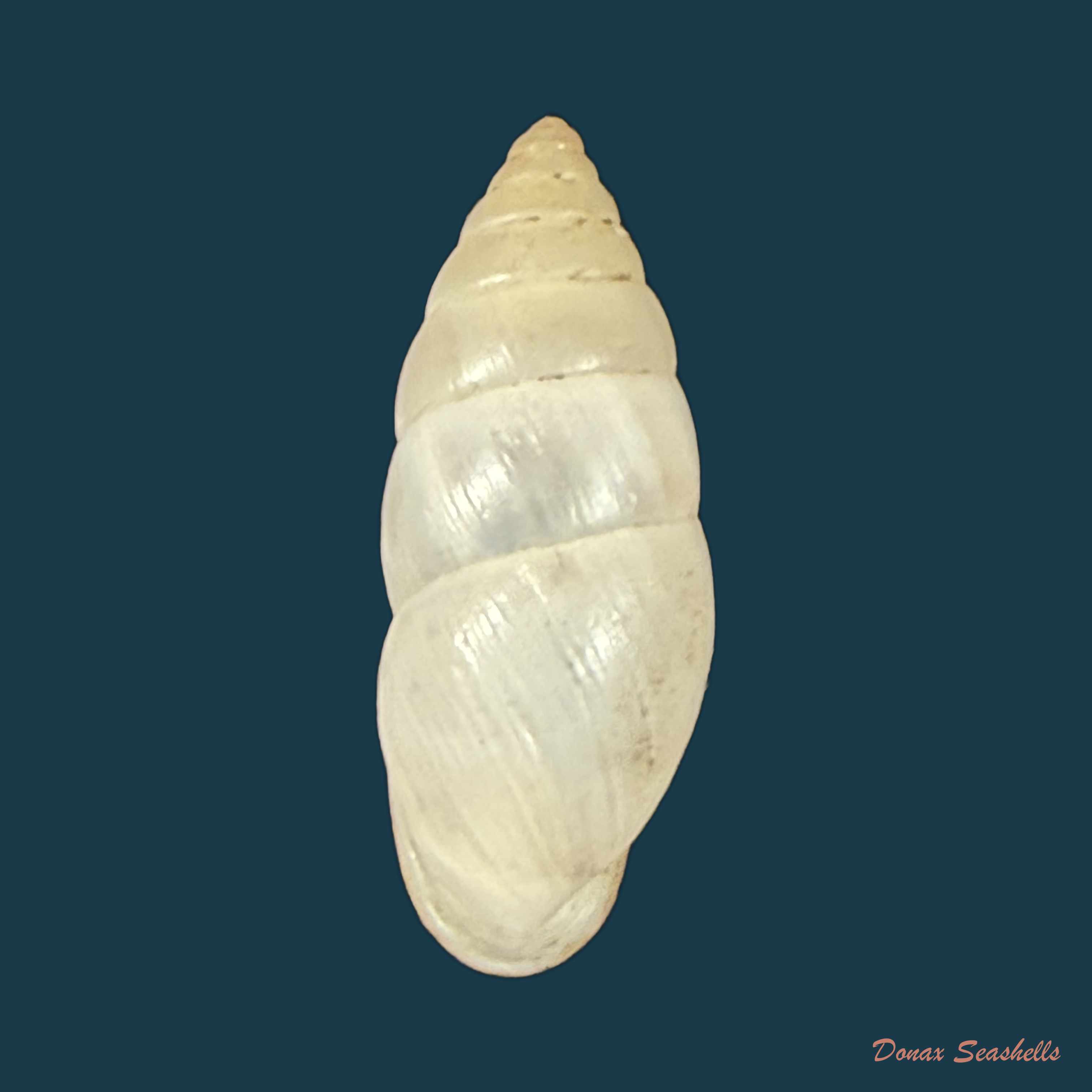Plagiodontes dentatus (W. Wood, 1828) - 22,3mm