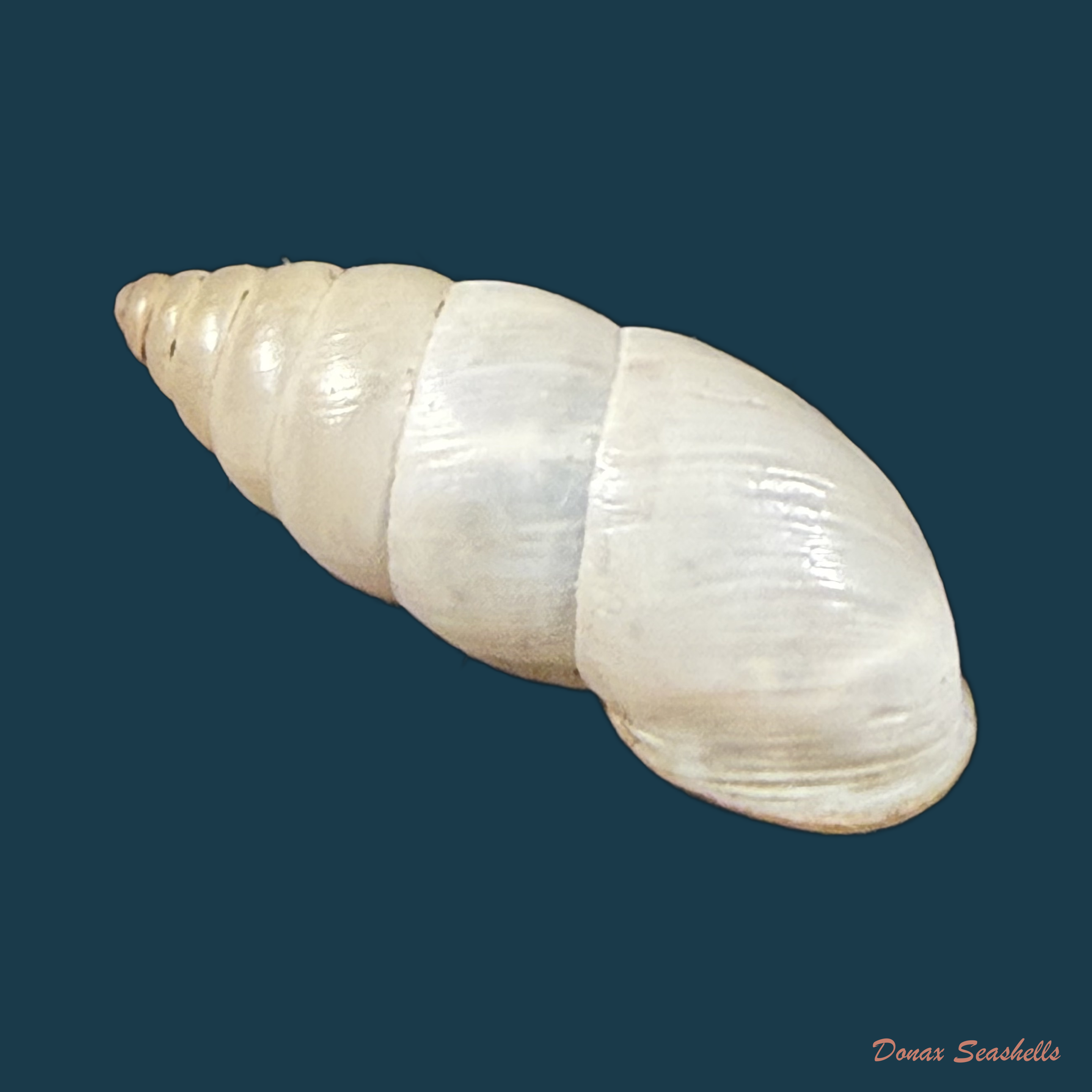 Plagiodontes dentatus (W. Wood, 1828) - 22,3mm