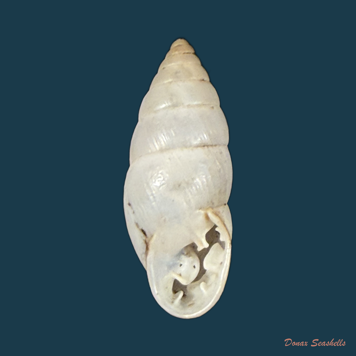Plagiodontes dentatus (W. Wood, 1828) - 22,3mm