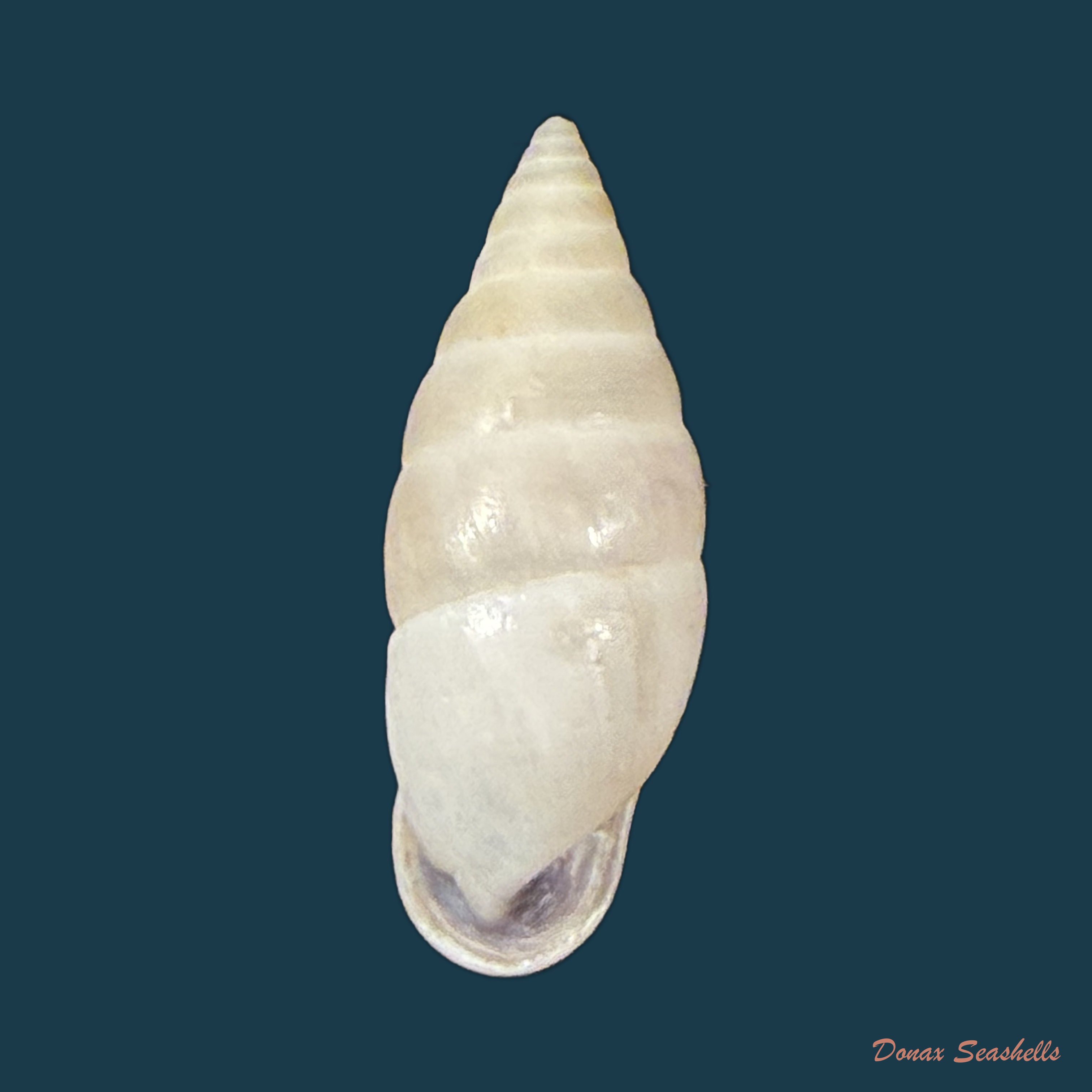 Cyclodontina fasciata (Potiez & Michaud, 1838) - 24,2mm