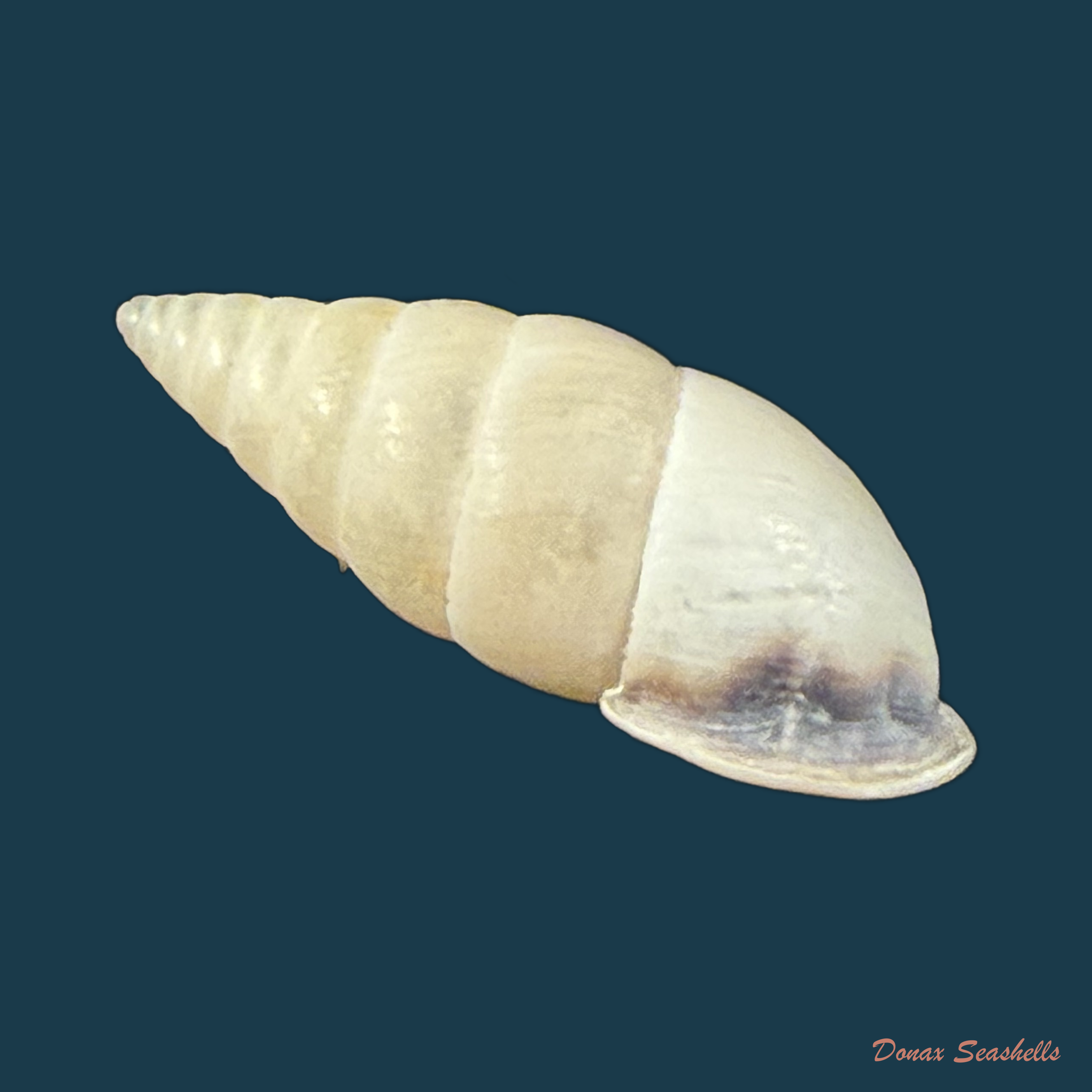 Cyclodontina fasciata (Potiez & Michaud, 1838) - 24,2mm
