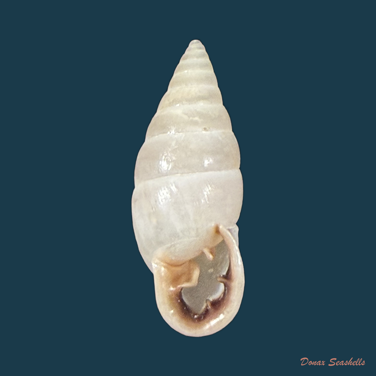 Cyclodontina fasciata (Potiez & Michaud, 1838) - 24,2mm