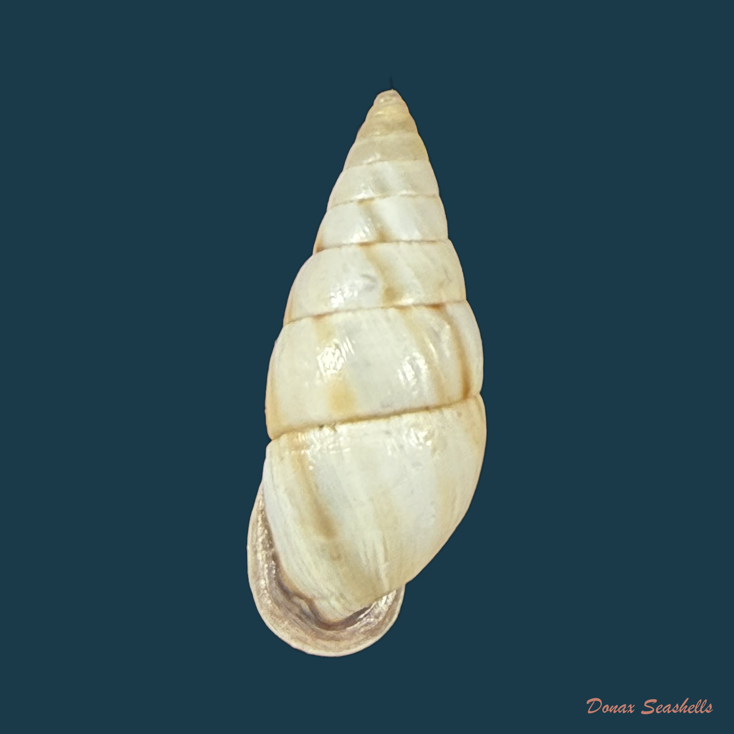 Cyclodontina fasciata (Potiez & Michaud, 1838) - 23,3mm