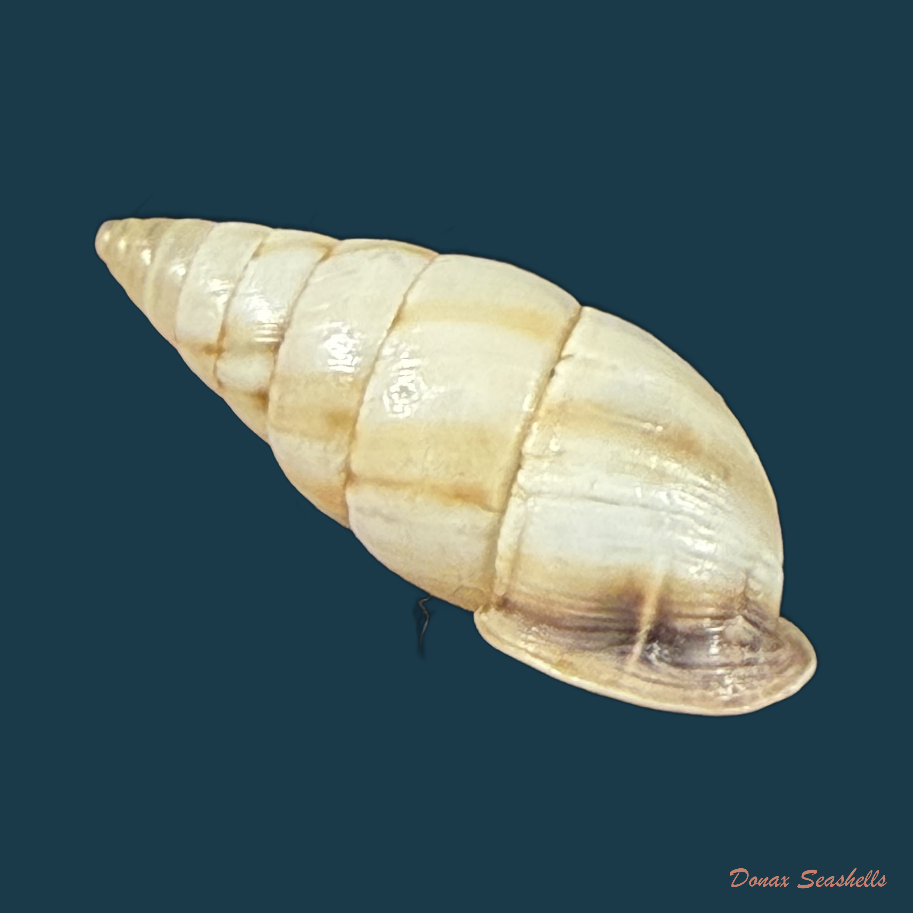Cyclodontina fasciata (Potiez & Michaud, 1838) - 23,3mm