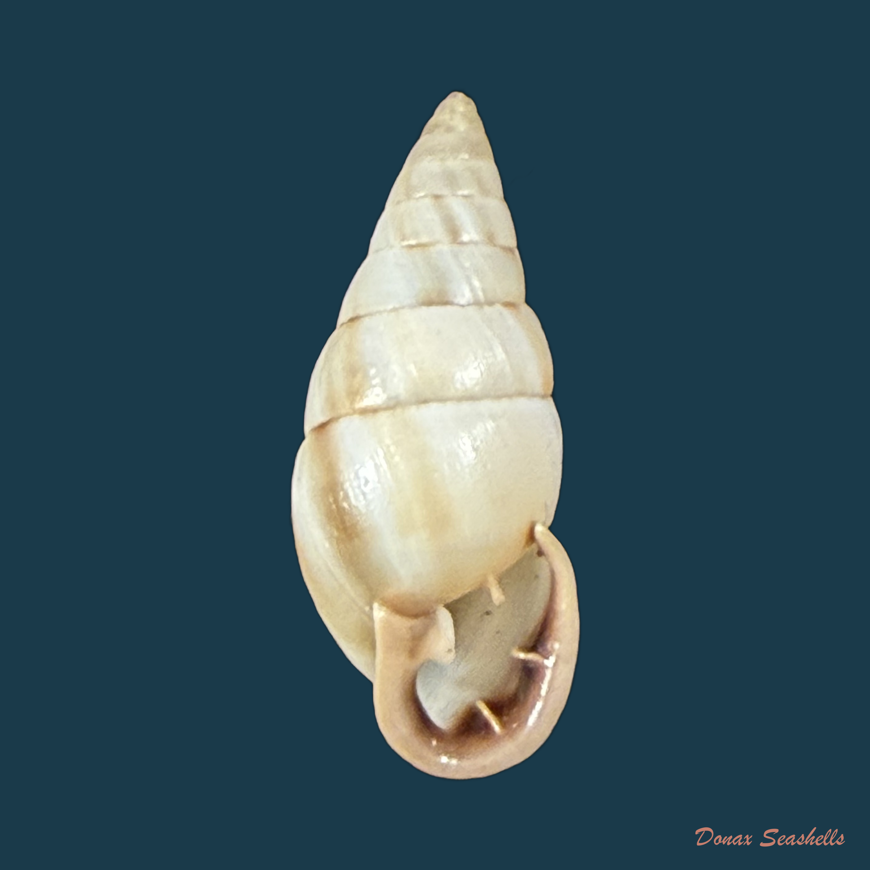 Cyclodontina fasciata (Potiez & Michaud, 1838) - 23,3mm