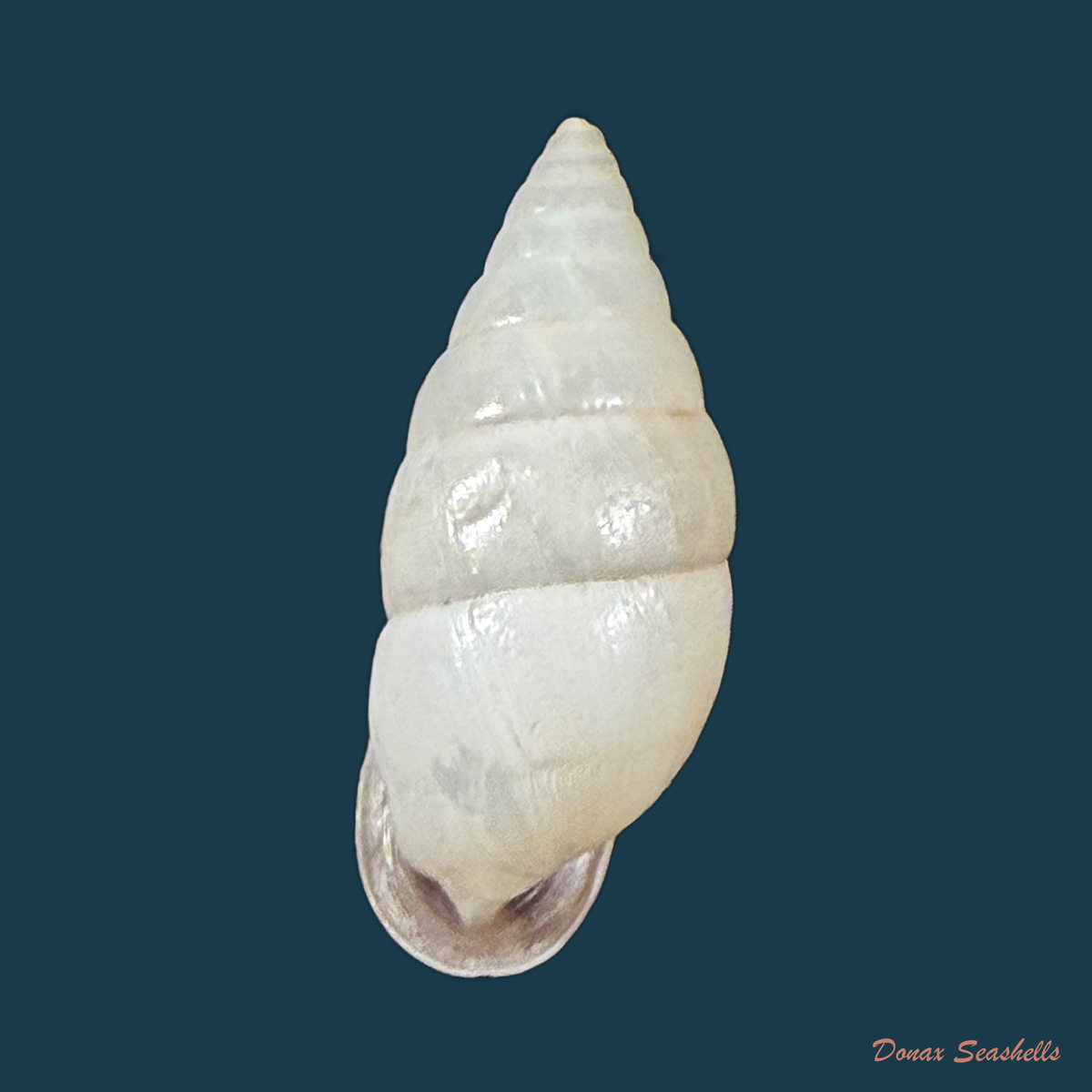 Cyclodontina fasciata (Potiez & Michaud, 1838) - 22,6mm