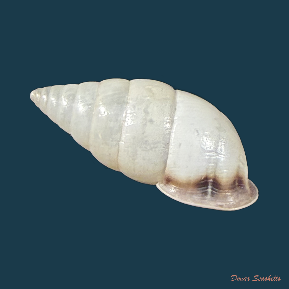 Cyclodontina fasciata (Potiez & Michaud, 1838) - 22,6mm
