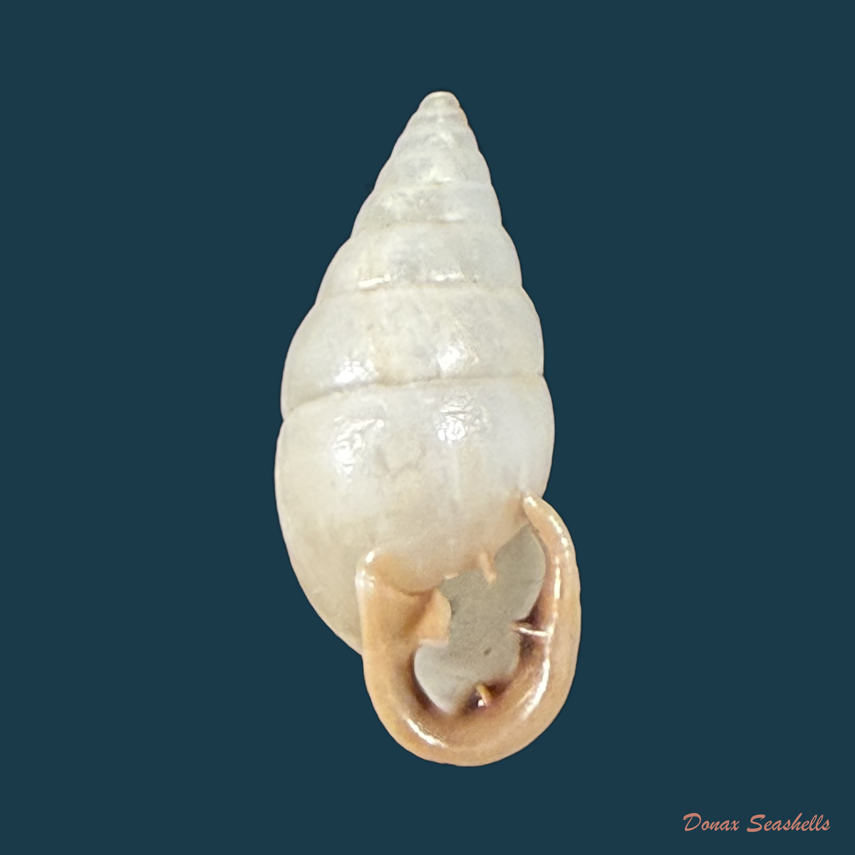 Cyclodontina fasciata (Potiez & Michaud, 1838) - 22,6mm