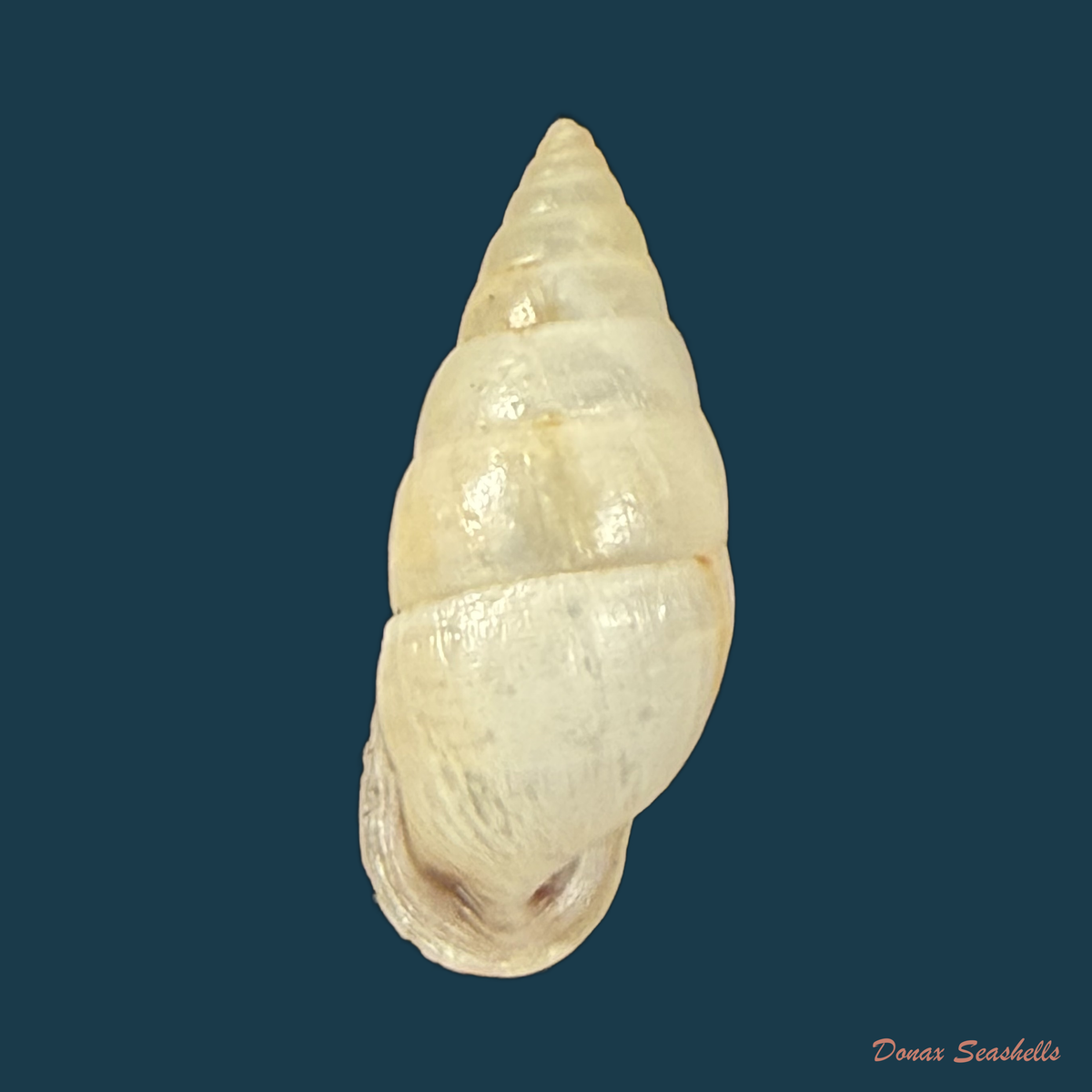 Cyclodontina fasciata (Potiez & Michaud, 1838) - 22,9mm
